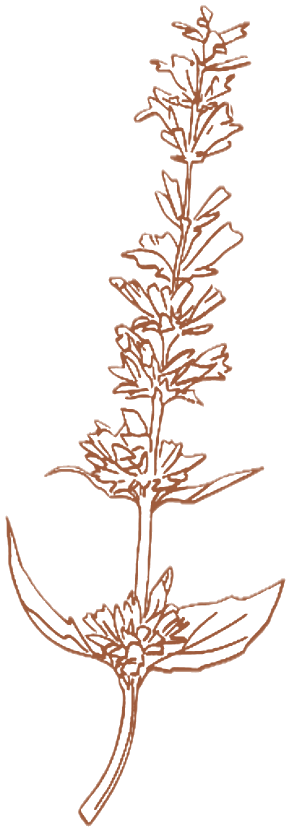 hyssop
