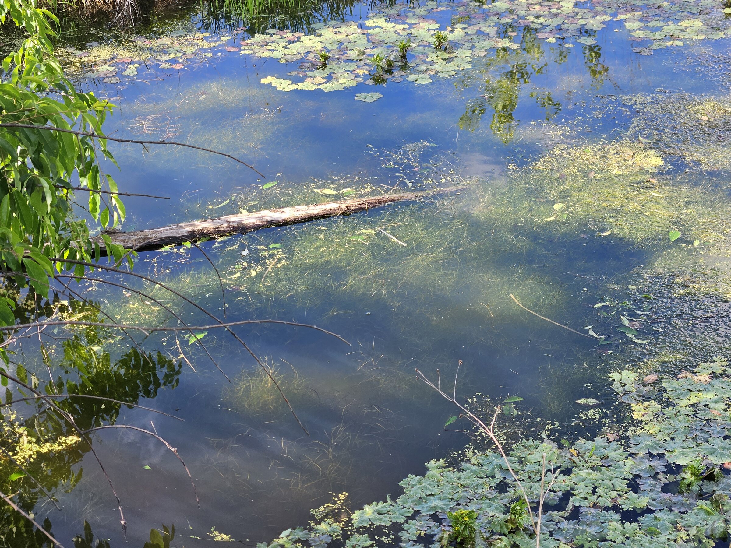 Spring-fed farm pond with aquatic plants at City Bird Farm