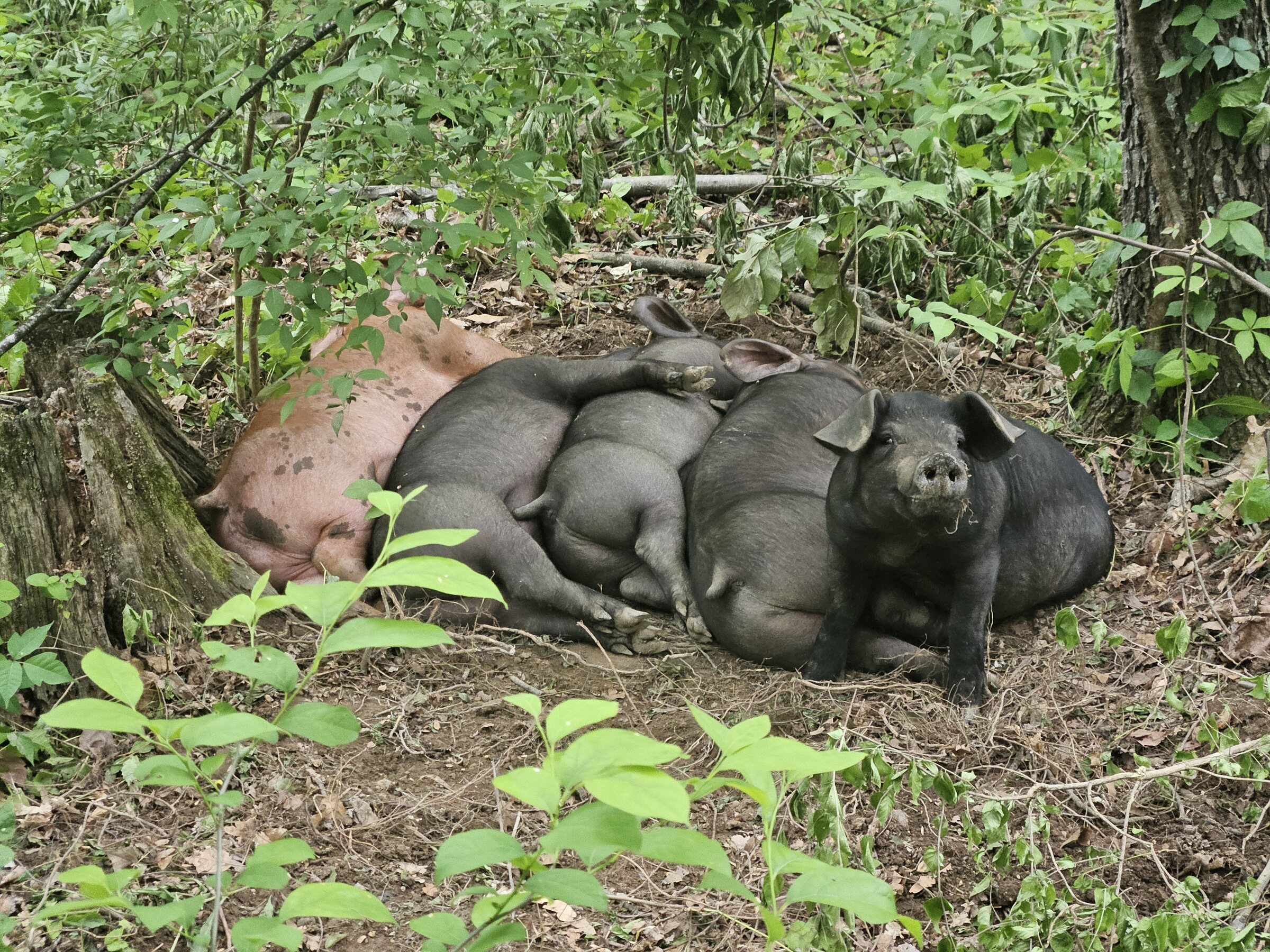 Young calf resting in tall pasture grass at City Bird Farm