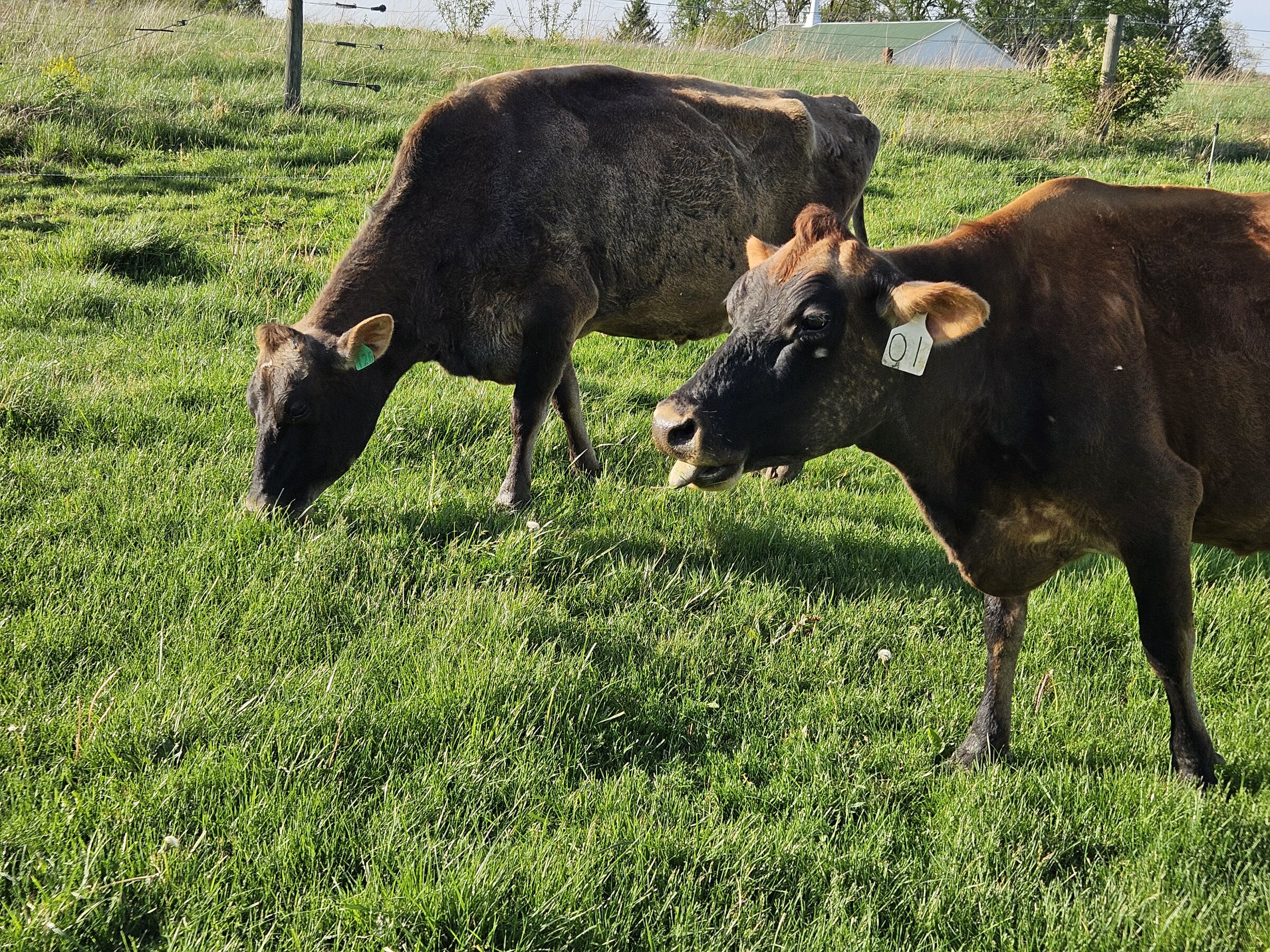 Two cows grazing together in the pasture at City Bird Farm
