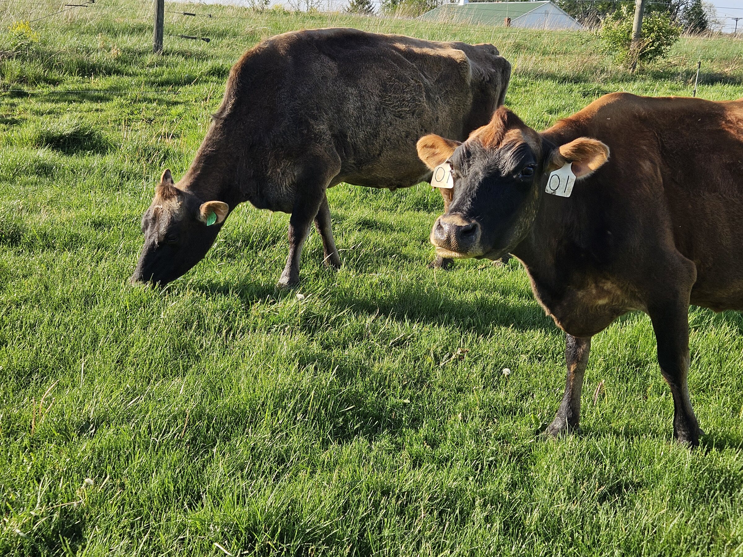 Close-up of a Jersey cow at City Bird Farm