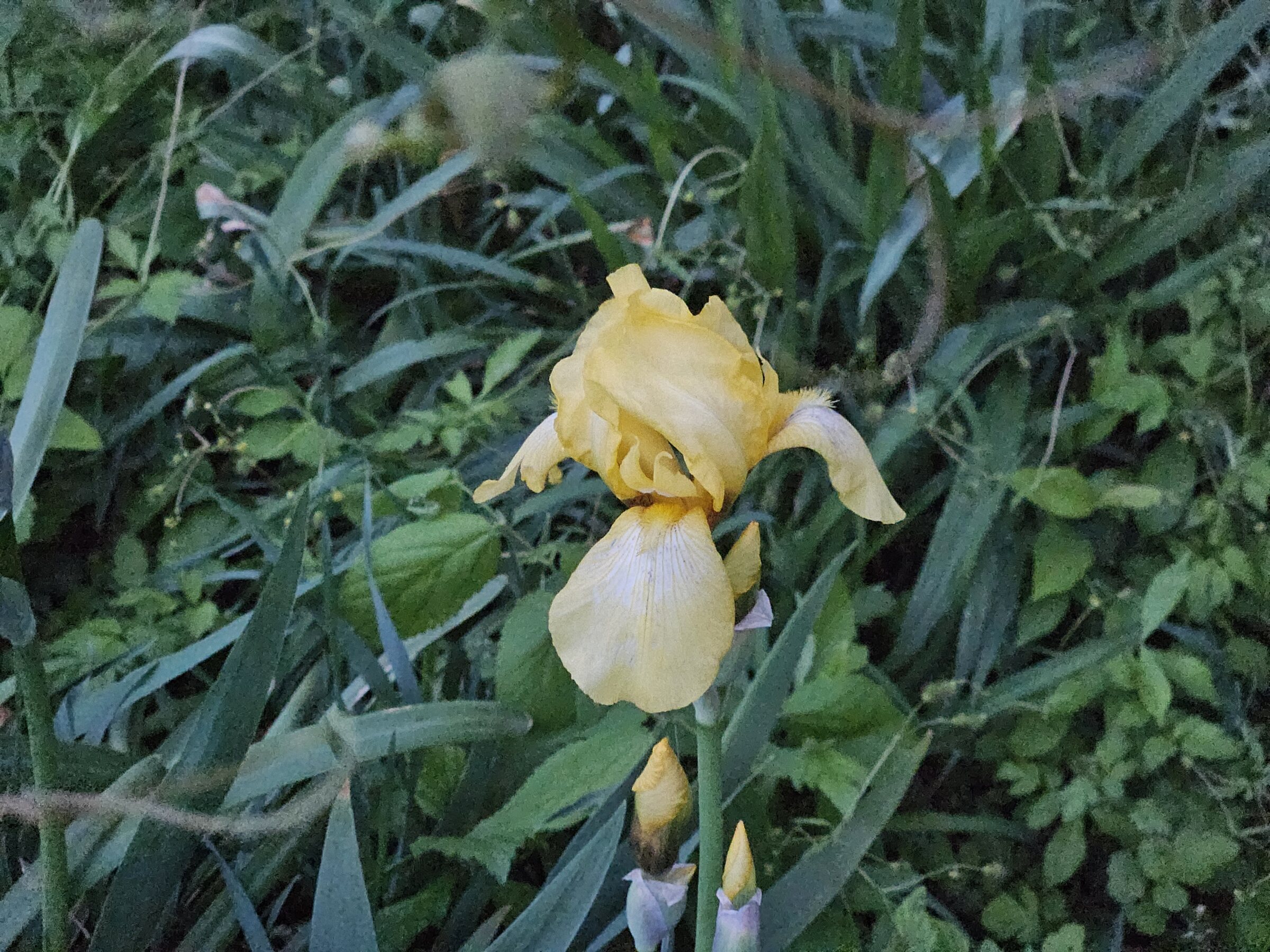 Yellow wild iris blooming beside the pond at City Bird Farm