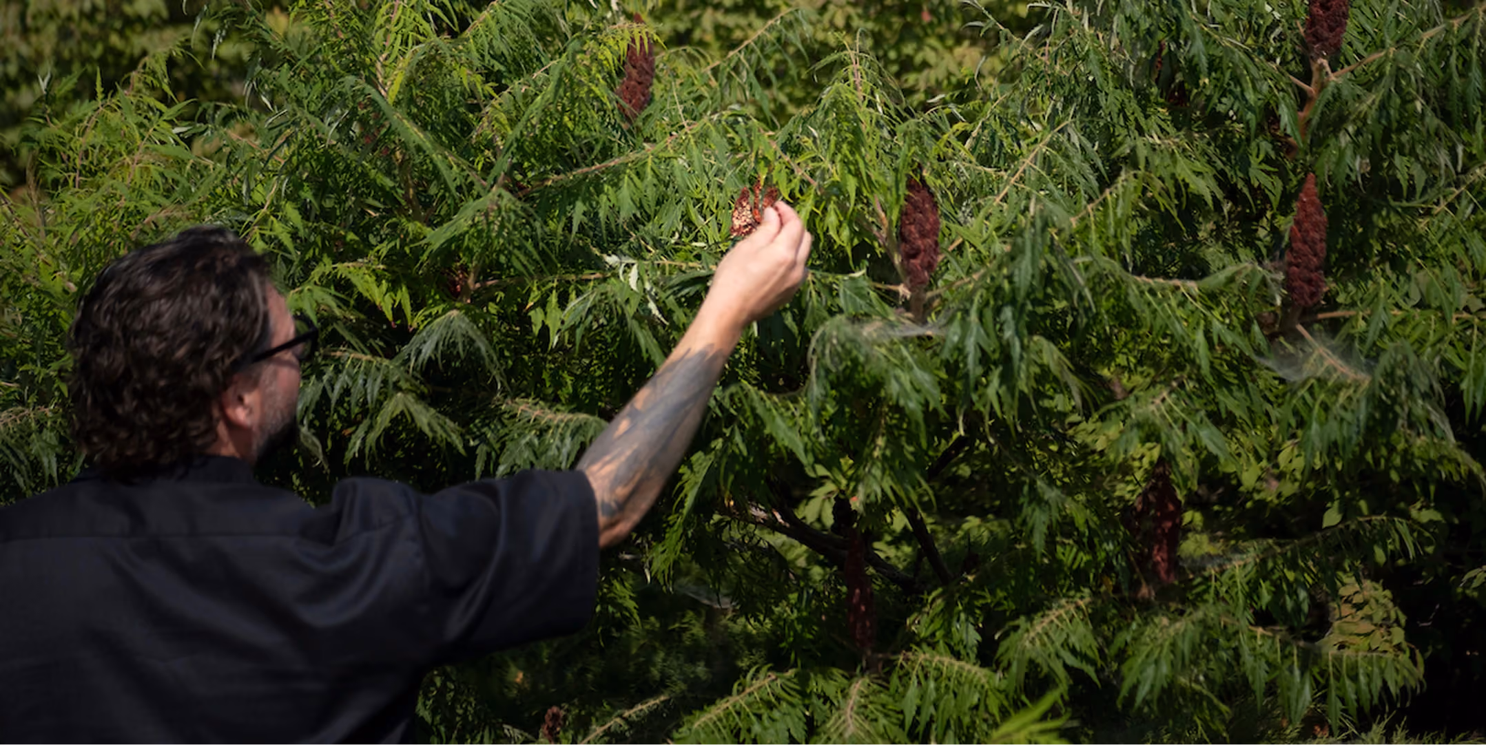 Chef foraging sumac in the garden