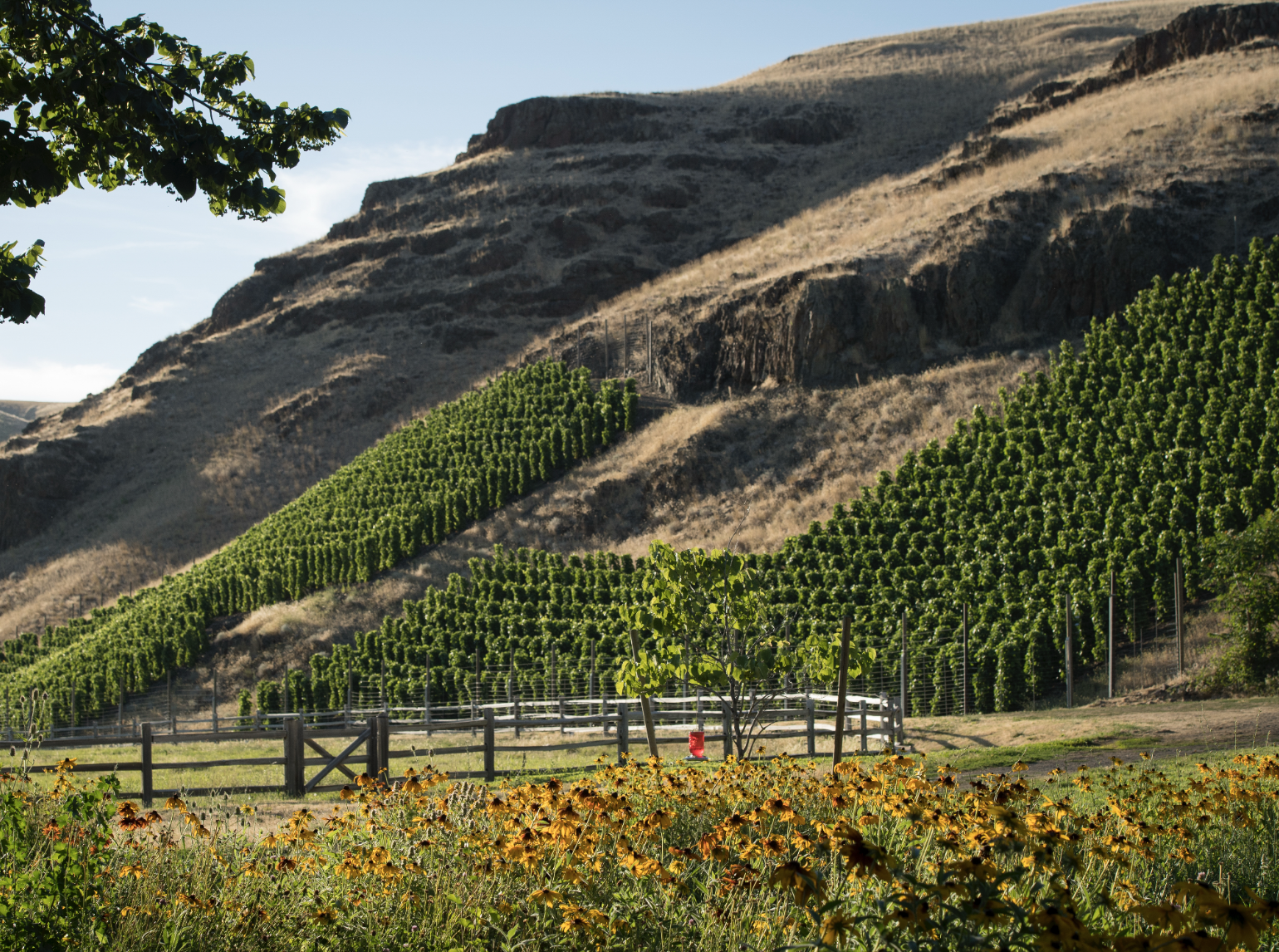 Steep terraced vineyard beneath basalt cliffs