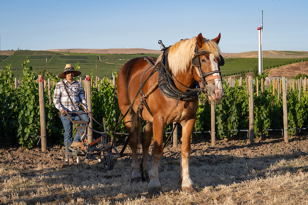 Draft horse and farmer working a Horsepower Vineyards block