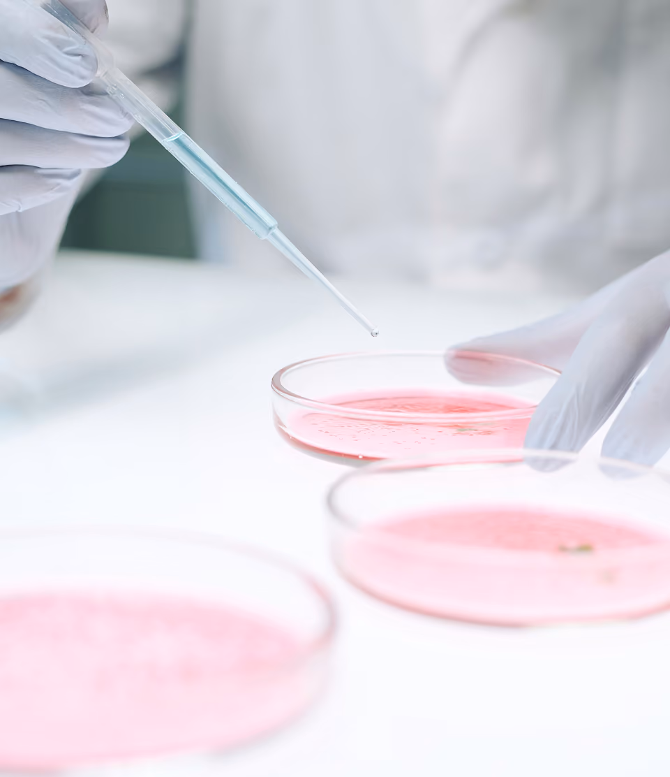 Gloved hands using a pipette to drop liquid into a petri dish with pink solution in a lab setting.