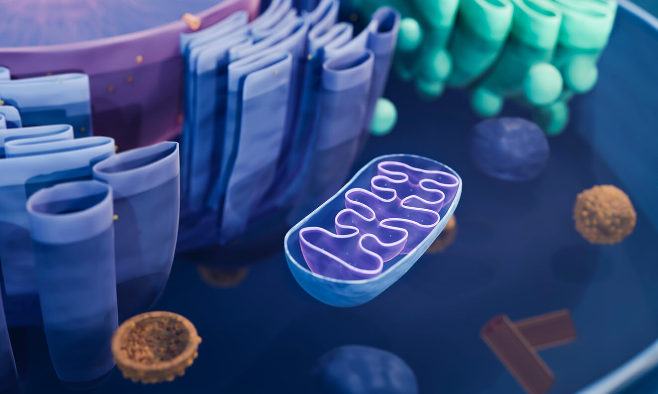 Mitochondria inside a cell