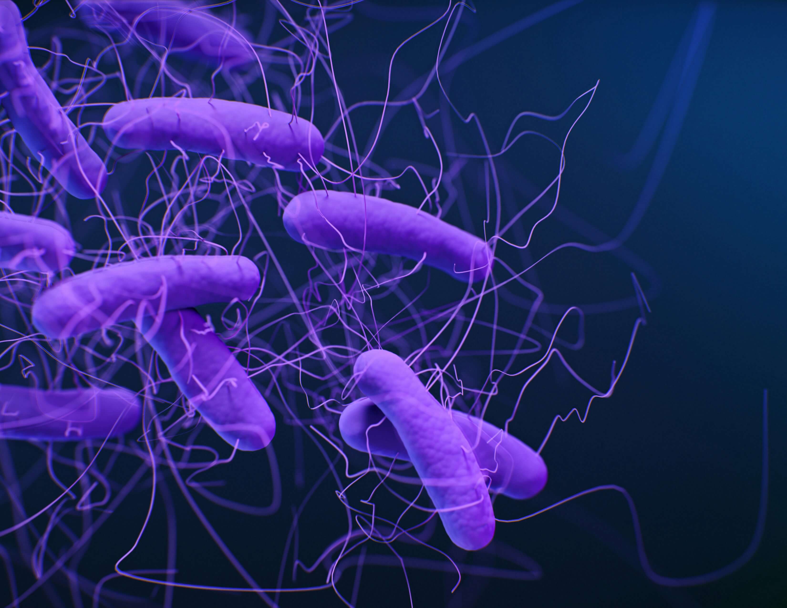 Gut bacteria under magnification
