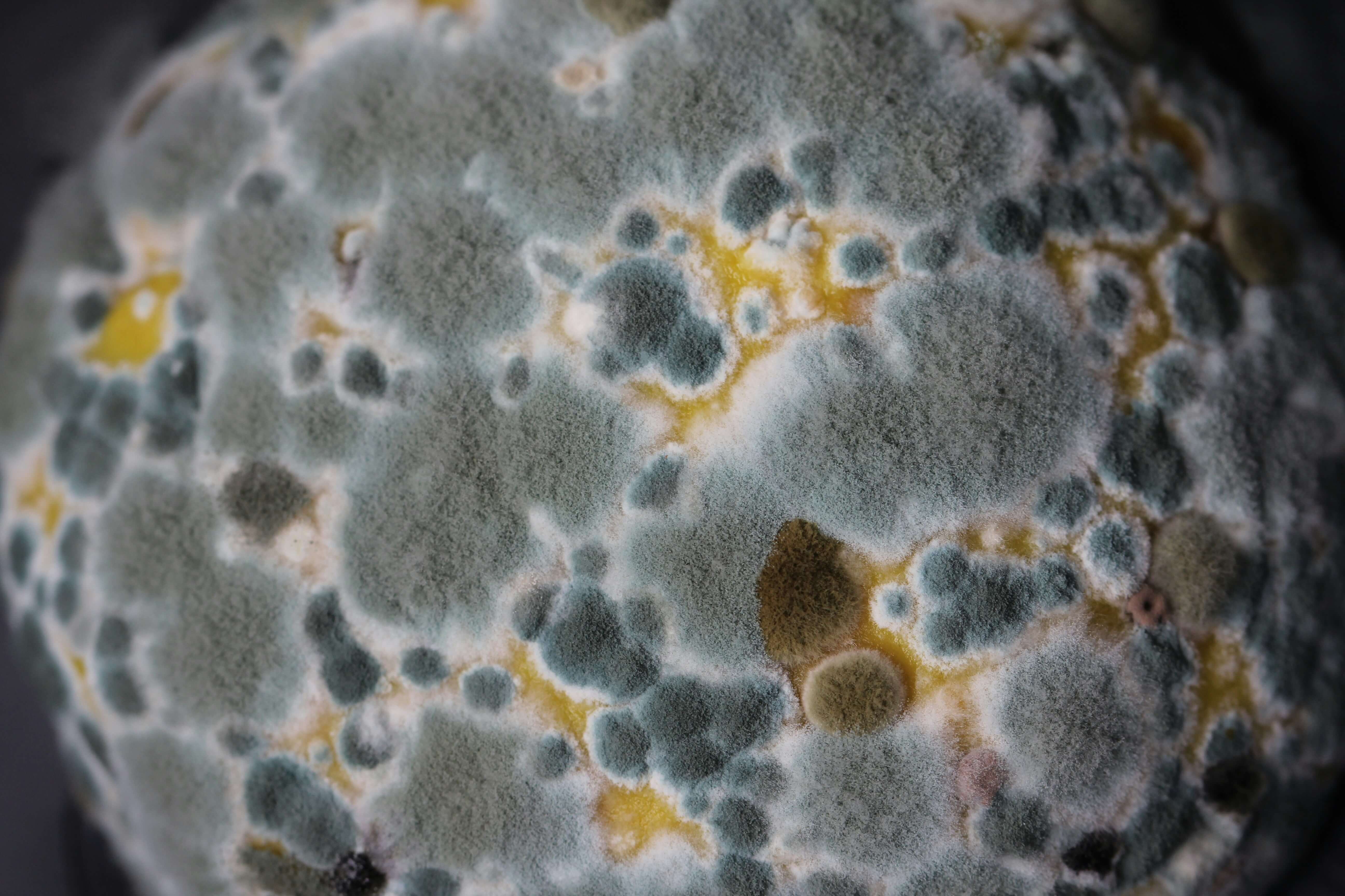 Mold growth from a water-damaged surface