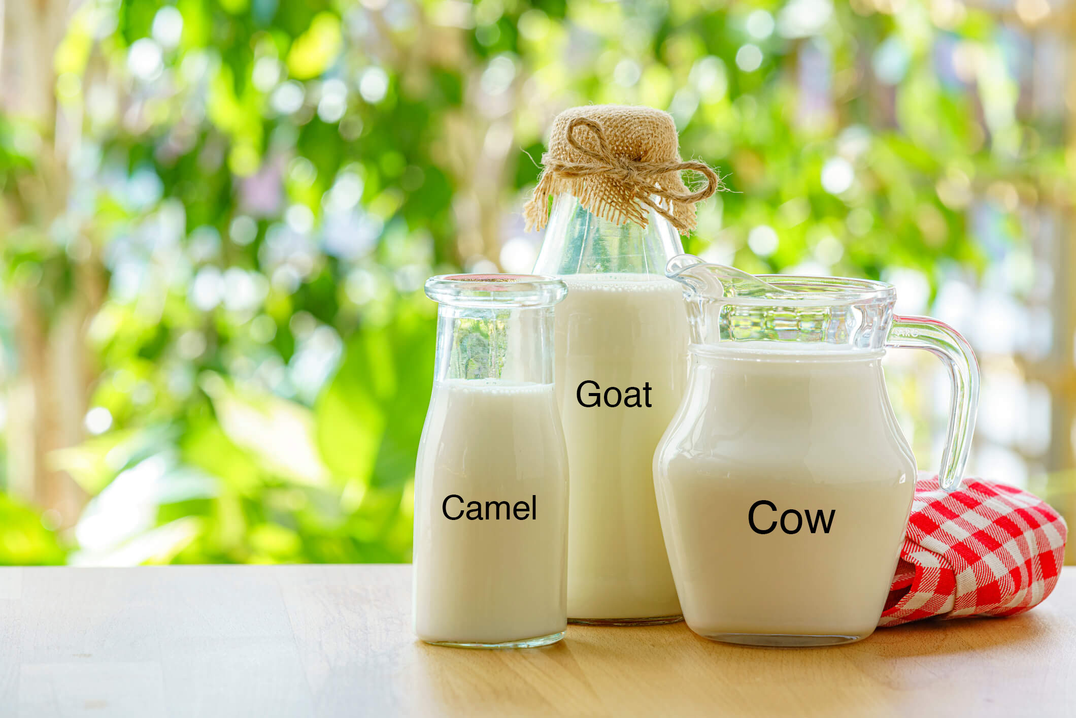 Cow, goat, and camel milk