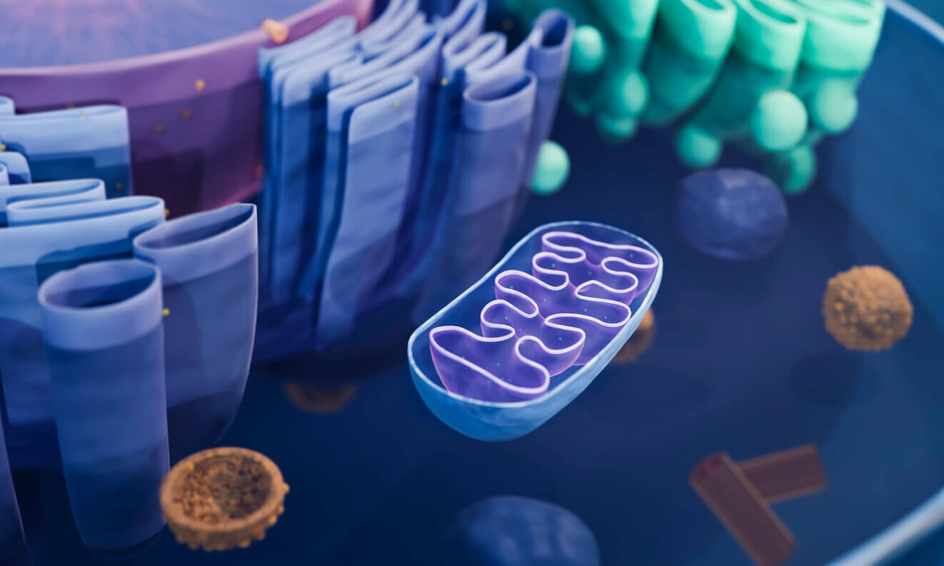 Mitochondria, the cell's power plants
