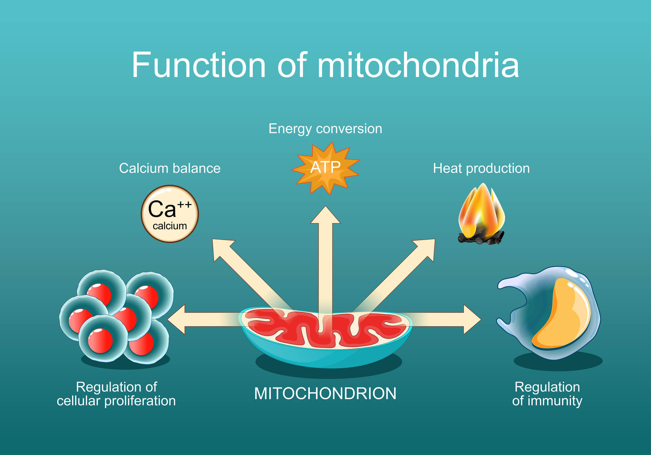 Prevalence of mitochondrial dysfunction in autism