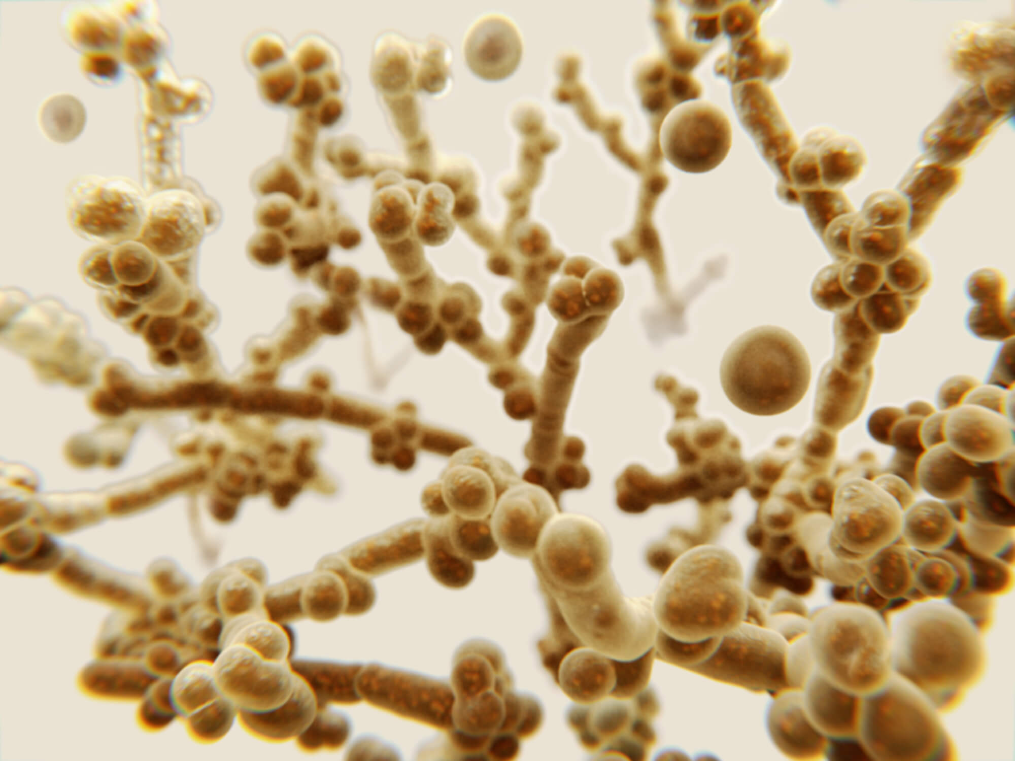Candida yeast under magnification