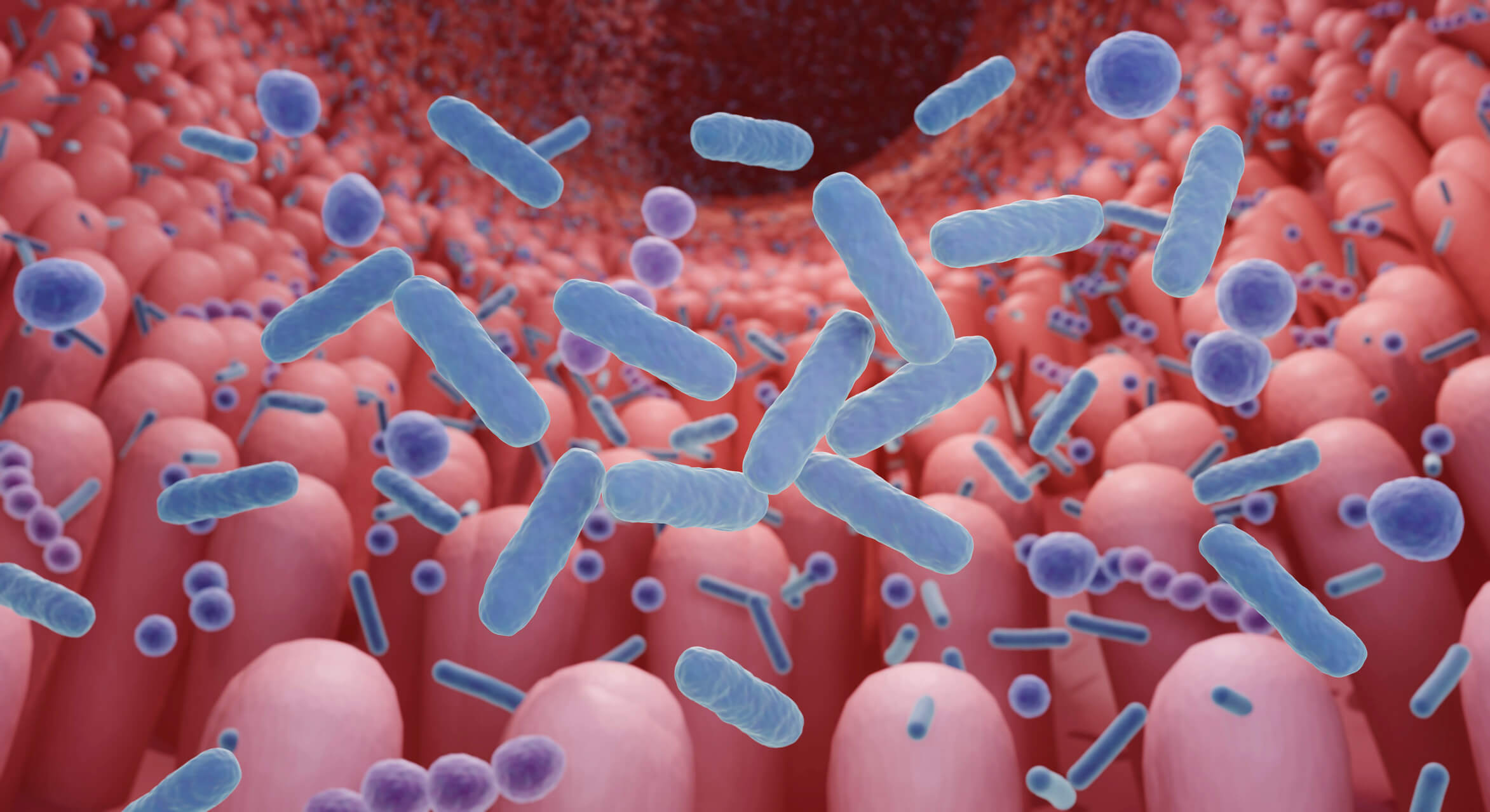 Gut microbes that help produce calming neurotransmitters