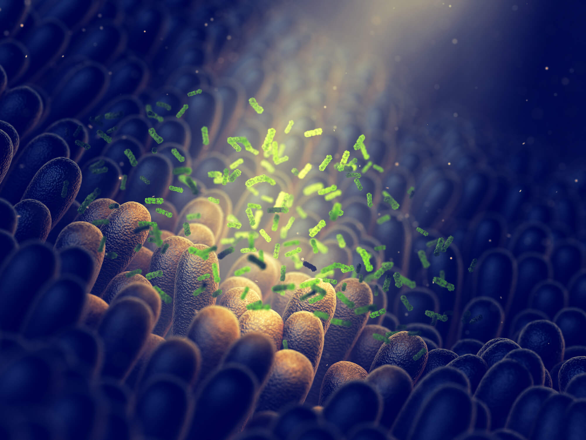 Clostridium bacteria along the gut lining