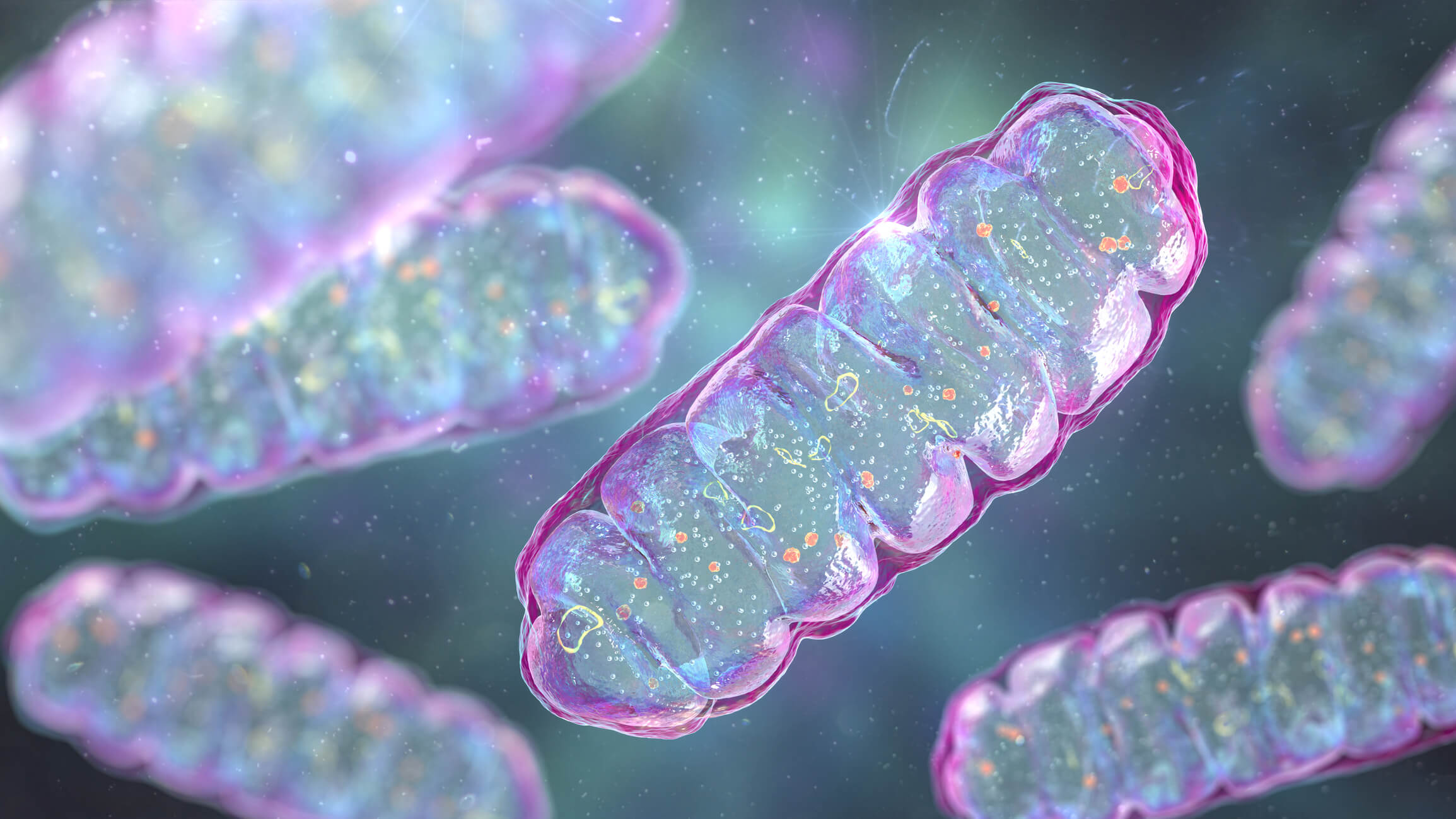 Mitochondria, one of the systems the OAT evaluates