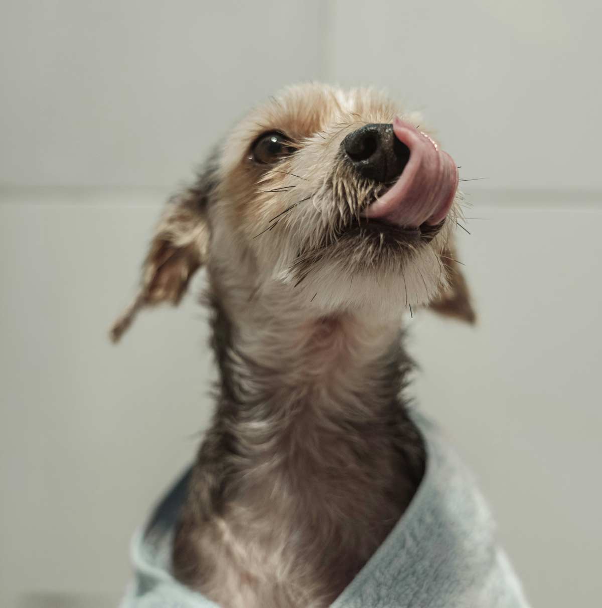 Dog wrapped in a towel after a bath