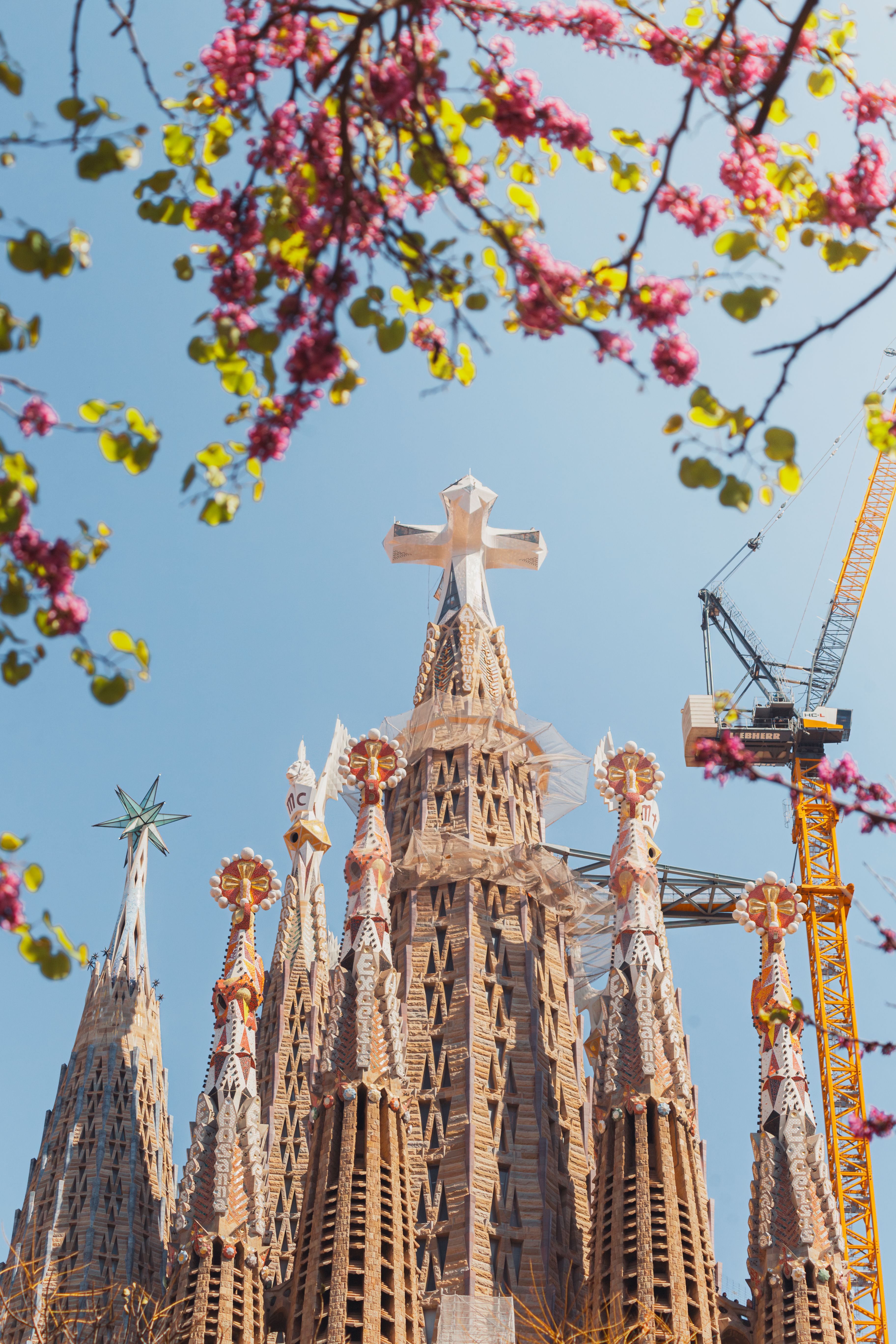 Sagrada Familia church spires framed by flowering tree branches and a construction crane in blue sky.