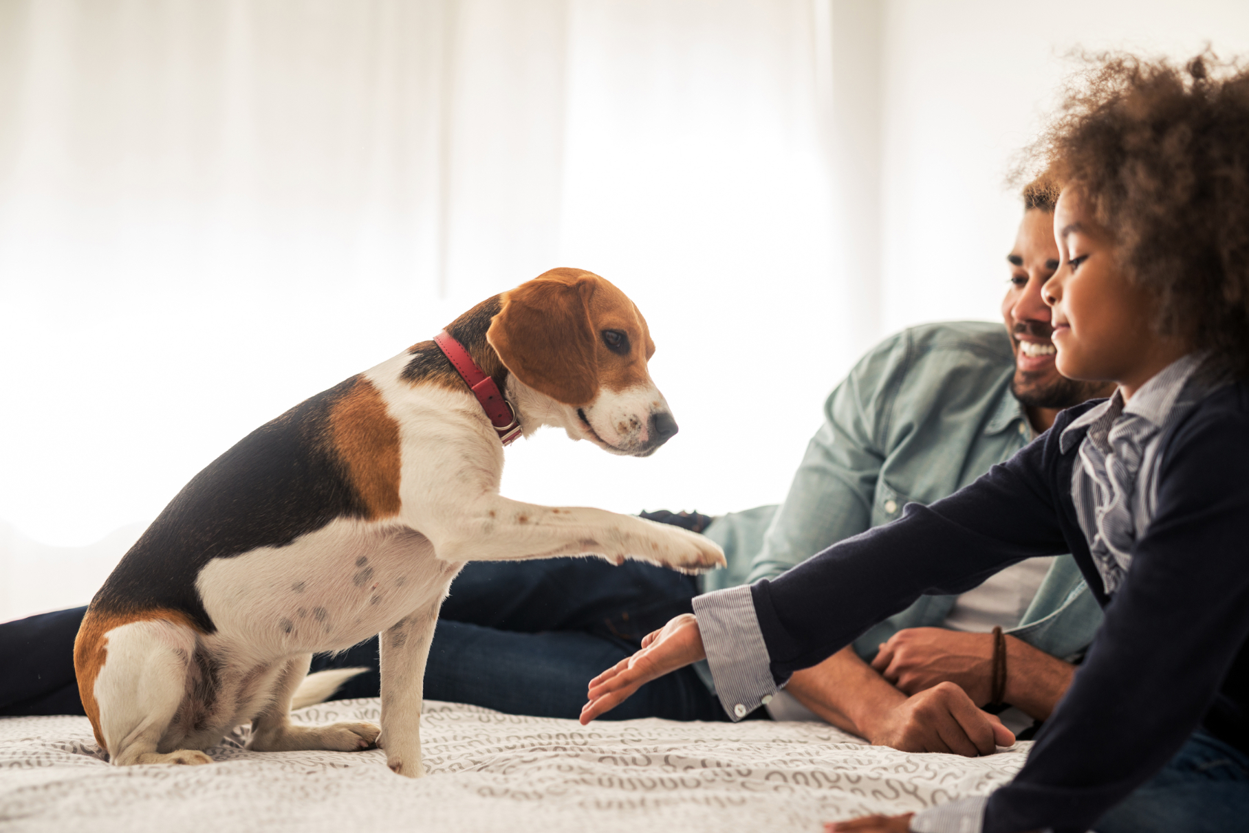 Couple with dog with paw out stock image