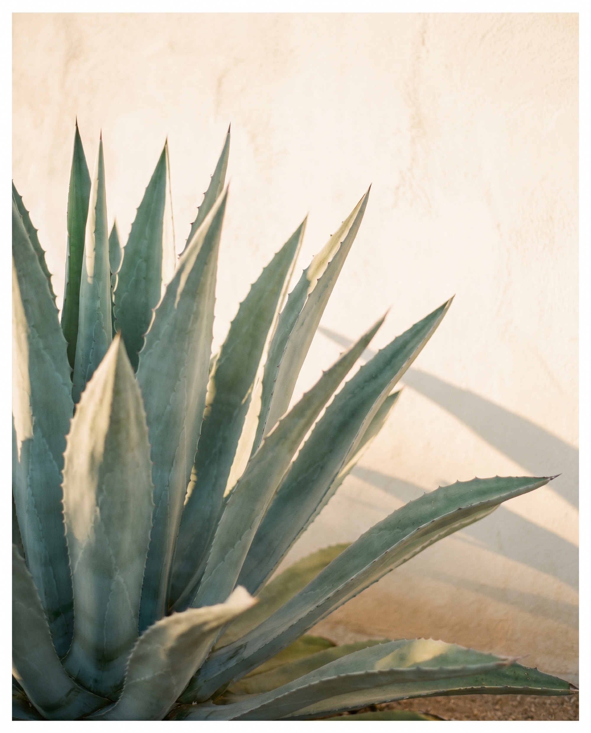 An agave catching warm light against a plaster wall