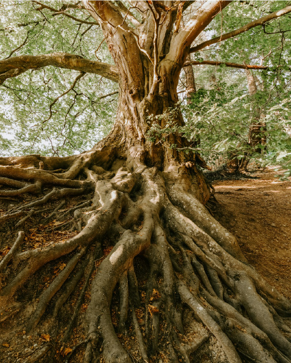 Large tree roots spreading across the ground in a wooded landscape.