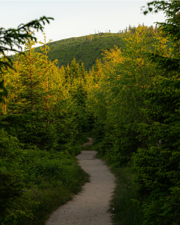 Narrow path leading through a green forest.