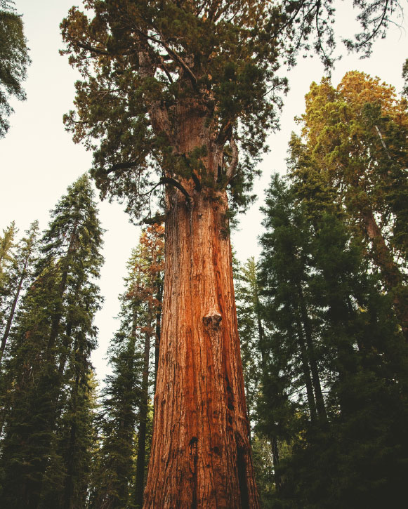 Tall redwood tree rising above a forest.