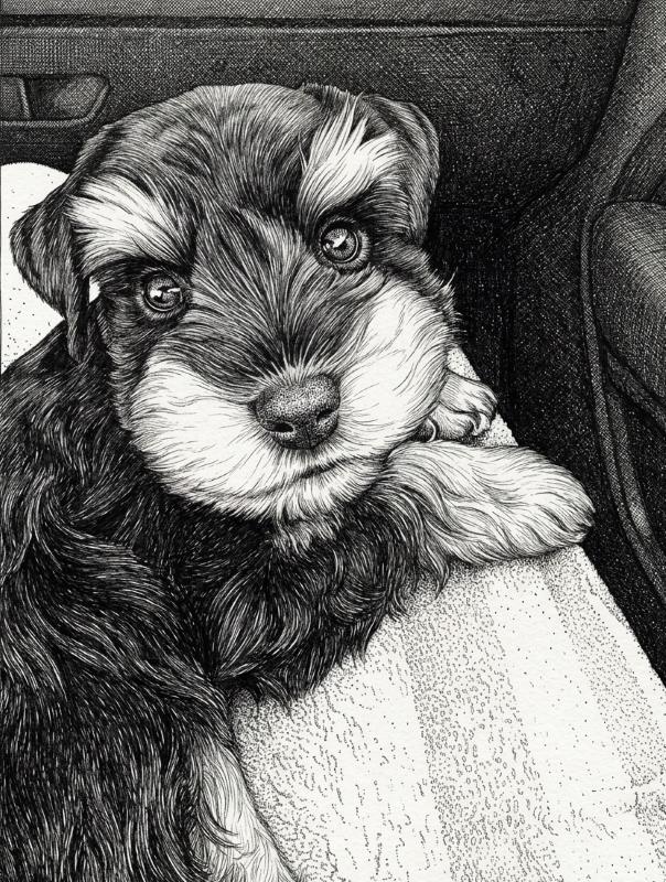 Winston on his first car ride home