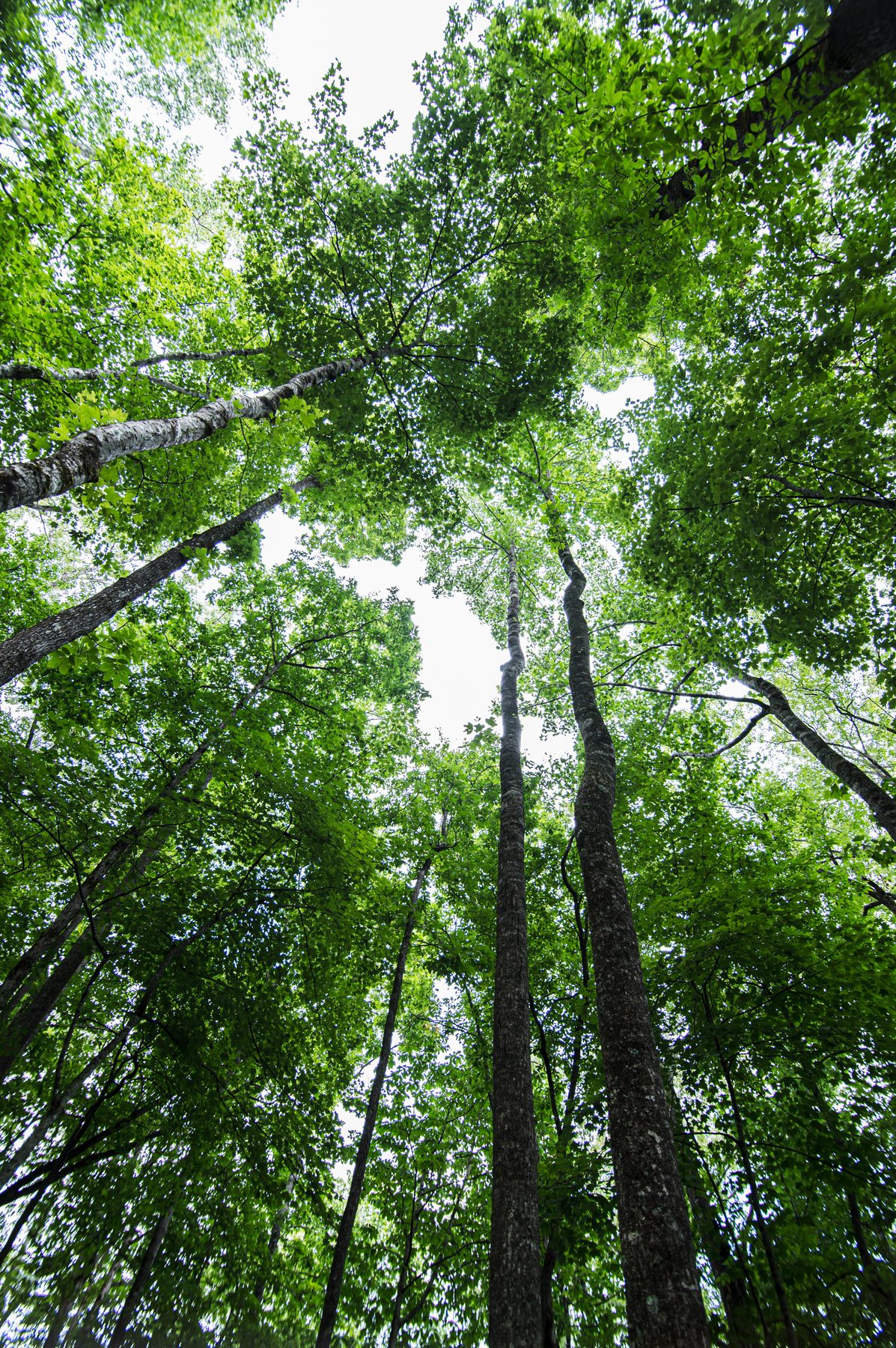 Tall green hardwood canopy towering over The Woodland Cottage in Sapphire, North Carolina