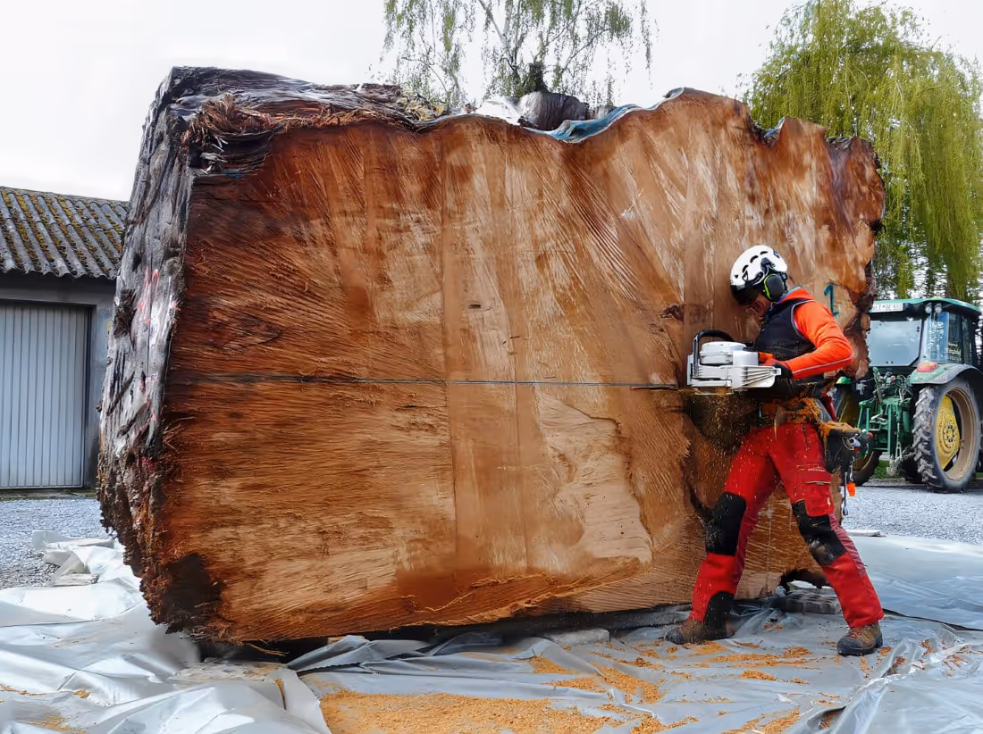 Subfossiles massives Ancient Kauri Wurzelholz beim Zuschnitt für Unikat Collectible Design Möbel, Konferenztische und skulpturale Tische