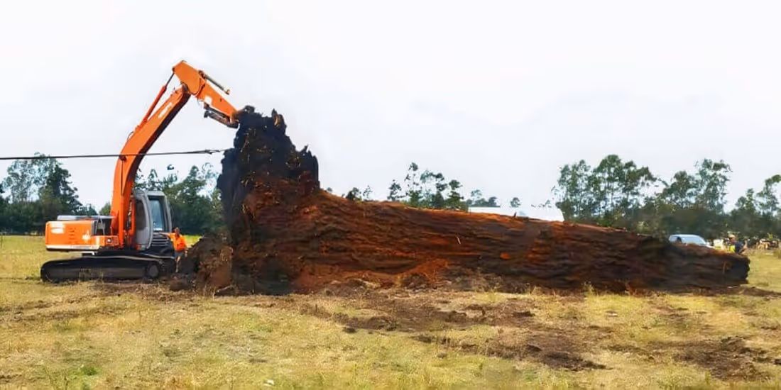 Bergung eines ancient Kauri Baumes in Neuseeland für handgemachte Collectible Design Möbel und Kunst- und Designobjekte