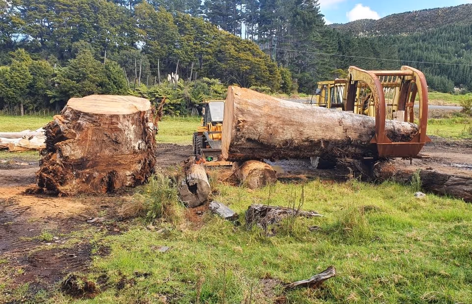 Bergung eines großen Sumpf Kauri Baum für Unikat Collectible Design Möbel, skulpturale Tische, dokumentierte Sammlerstücke und große Kunst- und Designobjekte