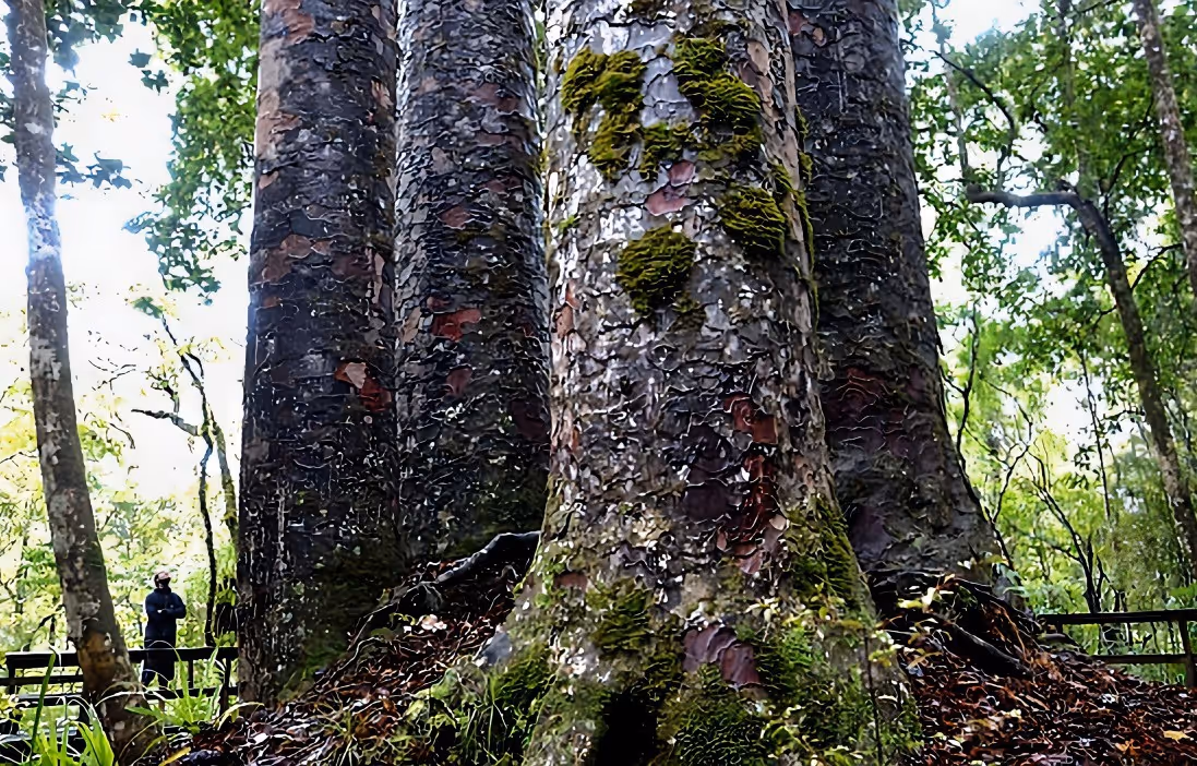 Historischer Kauri Baum mit außergewöhnlich großem Stamm- und Wurzelholz für skulpturale Tische, funktionale Kunst und dokumentierte Einzelstücke