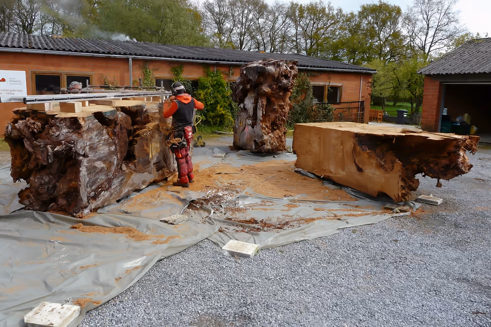 Subfossiles massives Ancient Kauri Wurzelholz beim Zuschnitt für Unikat Collectible Design Möbel und große Konferenztische im Atelier bei Beaupoil in Deutschland