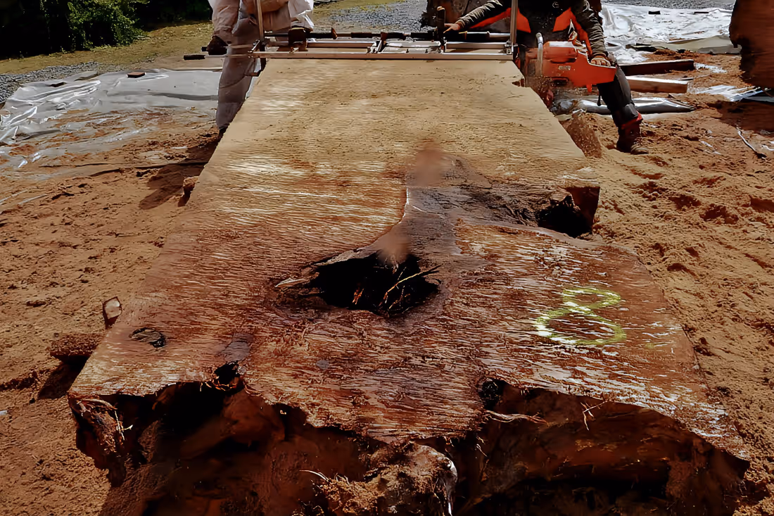 Ancient Kauri Wurzelholz für Unikat Collectible Design Möbel aus einem Stück Massivholz im Atelier bei Beaupoil in Deutschland