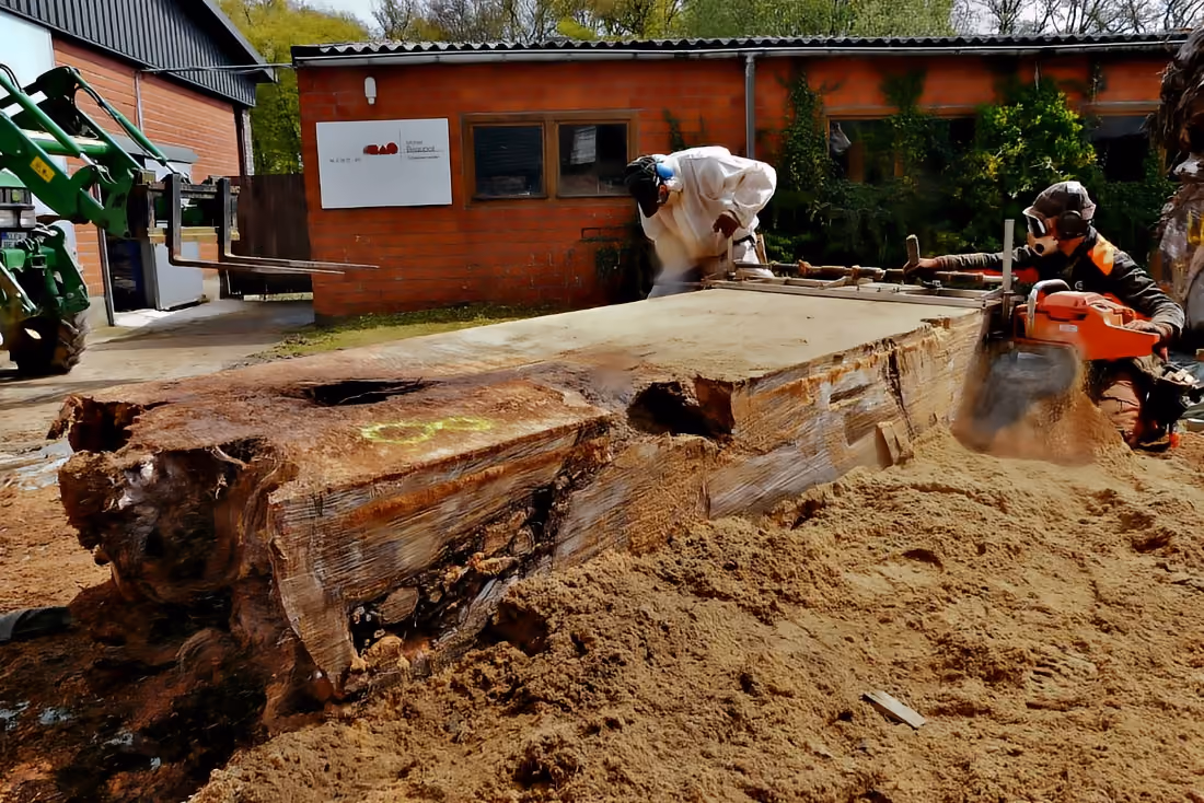 Bois de racine de kauri ancien subfossile pour des meubles de collection au design unique, fabriqués à partir d'une seule pièce de bois massif, et de grandes tables de réunion, dans l'atelier de Beaupoil en Allemagne