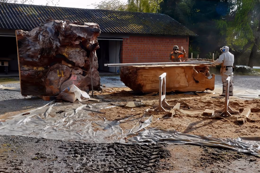 Découpe d'une grosse racine avec de l'ambre et de l'écorce pour la réalisation de tables sculpturales, d'objets de collection documentés et d'objets de design de collection alliant art et fonctionnalité, à partir d'un seul bloc de bois