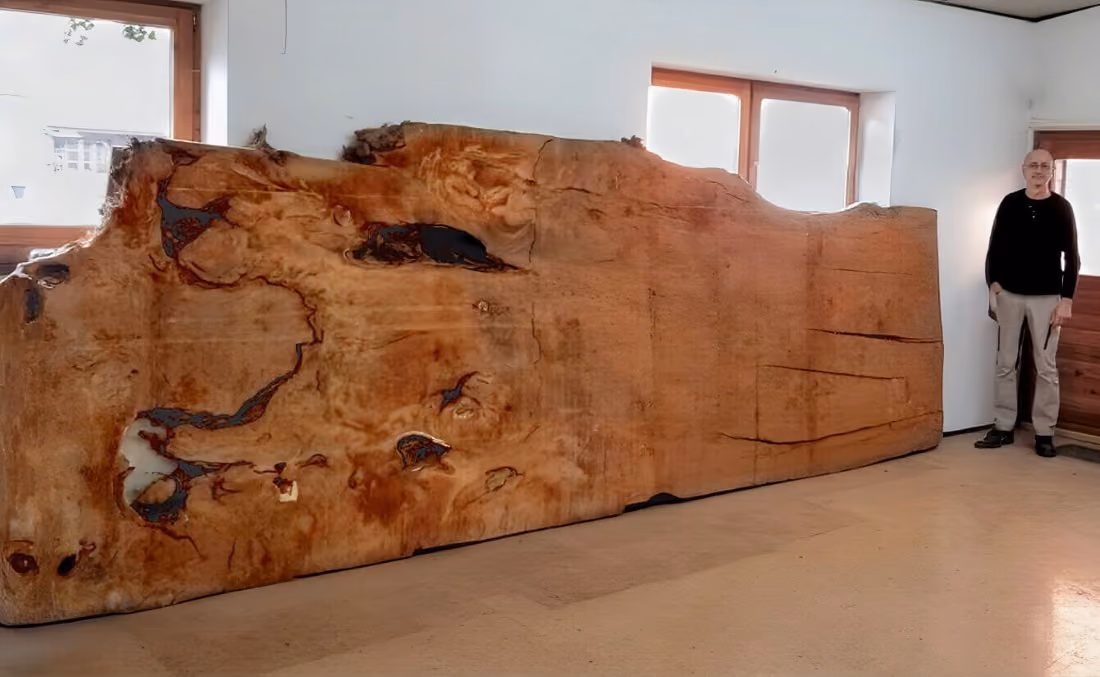 Grande plaque de racine formée d'un seul bloc, avec des objets de collection sculpturaux en ambre et des objets design de collection alliant art fonctionnel et présence spatiale
