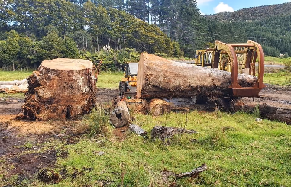 Recovery of a large swamp kauri tree for one-of-a-kind collectible design furniture, sculptural tables, documented collectibles, and large art and design objects