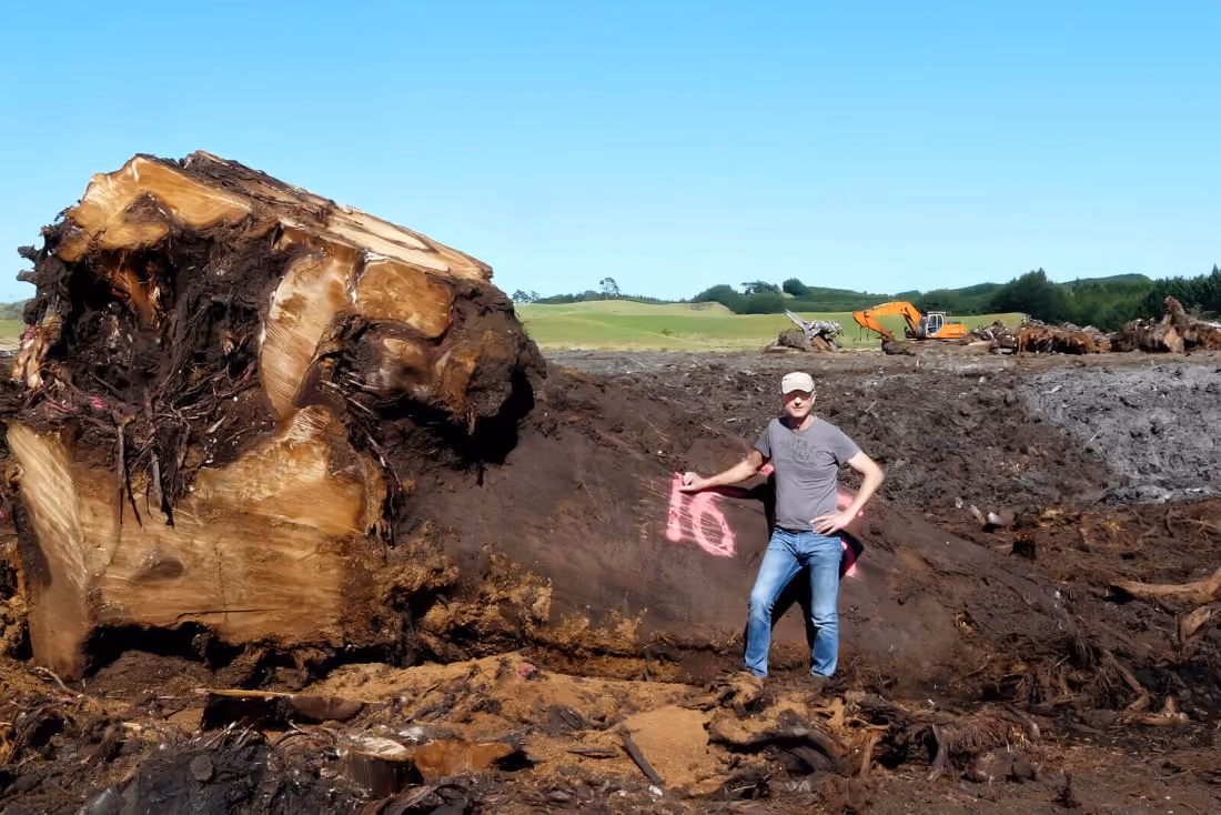 Michael Beaupoil in Neuseeland mit großem Jahrtausend altem Sumpf Kauri Baum für handgefertigte Collectible Design Möbel, skulpturale Tische und funktionale Kunst