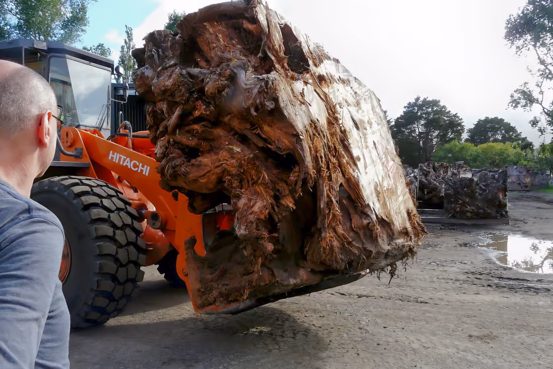 Grande racine de kauri ancien pour la création d'objets de collection uniques et de tables sculpturales en Nouvelle-Zélande