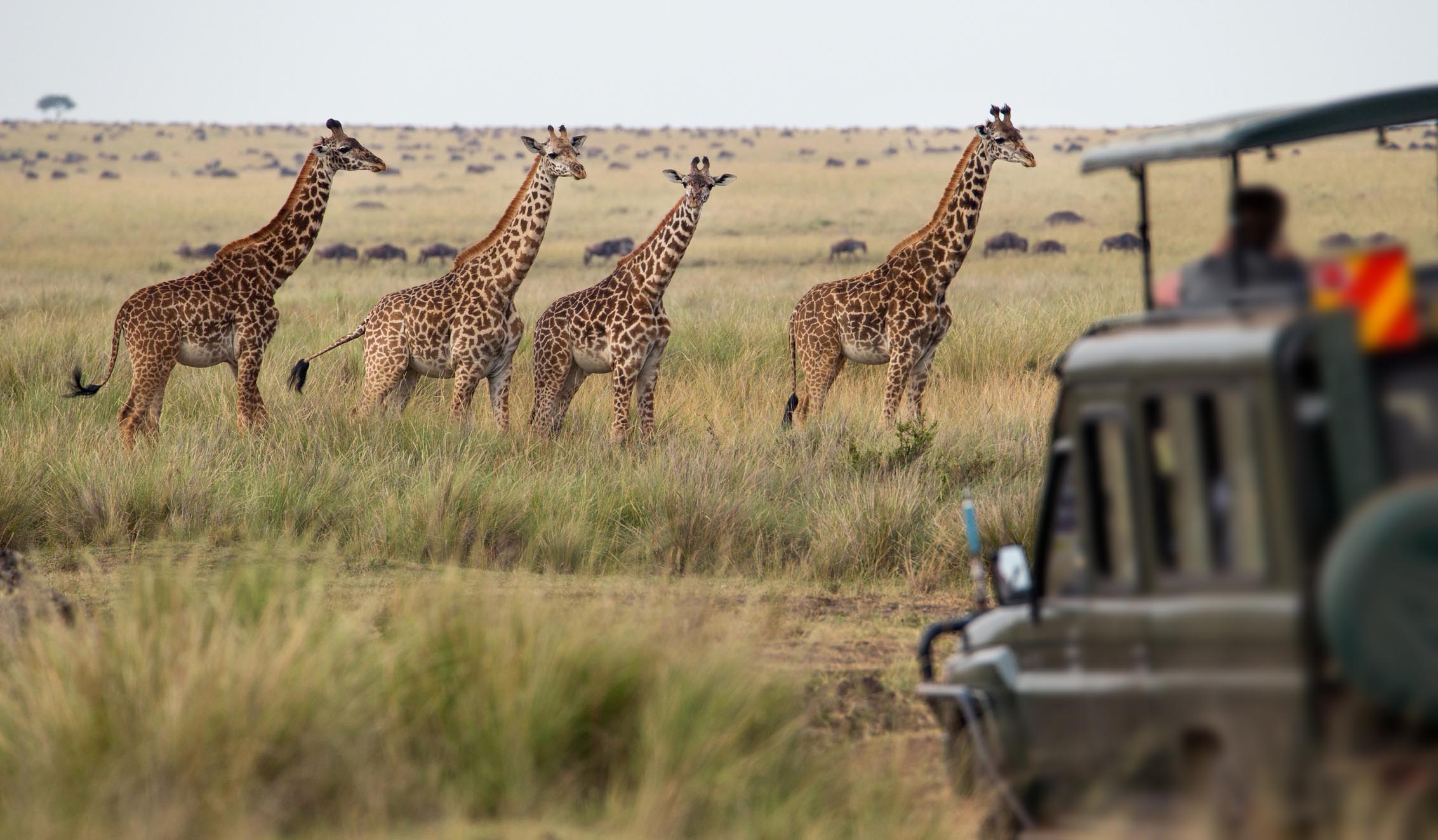 Four giraffes standing in tall grass on a safari plain, observing a safari vehicle with blurred passengers in the foreground.