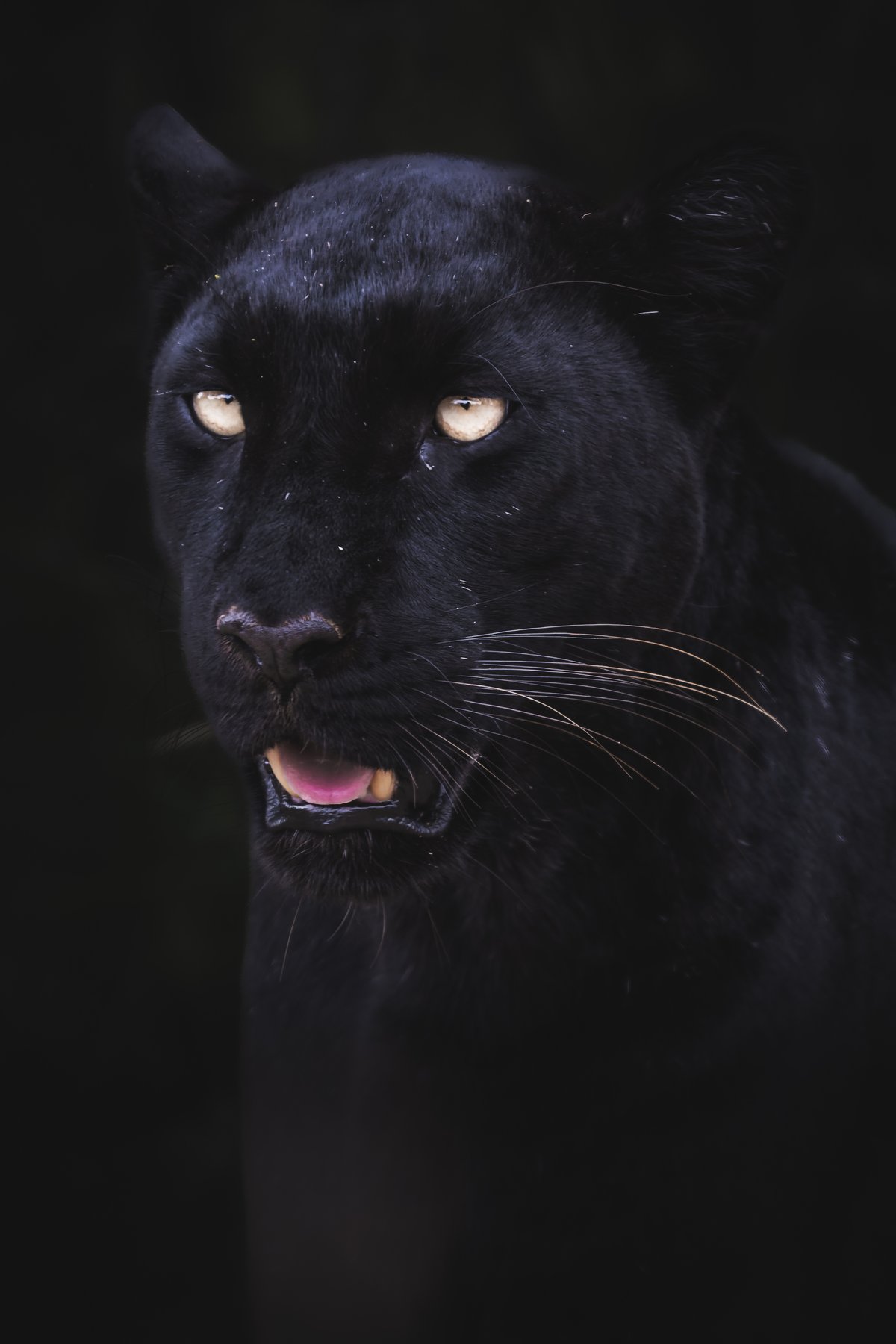 Close-up of a black panther with light-colored eyes looking forward against a dark background, mouth slightly open showing teeth and pink tongue.