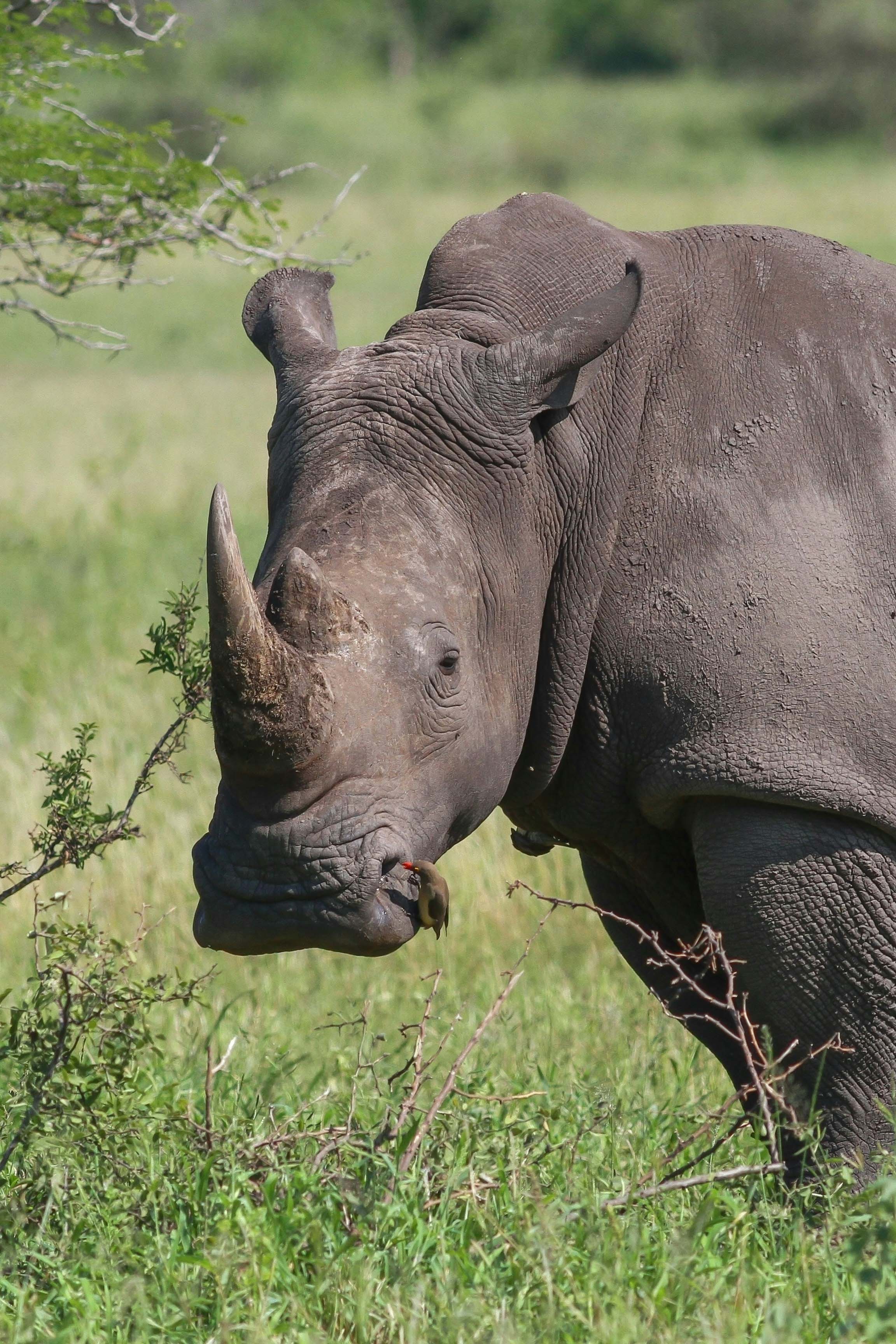Close-up of a rhinoceros standing in green grass with a small bird perched on its lower lip near its mouth in a natural outdoor setting.
