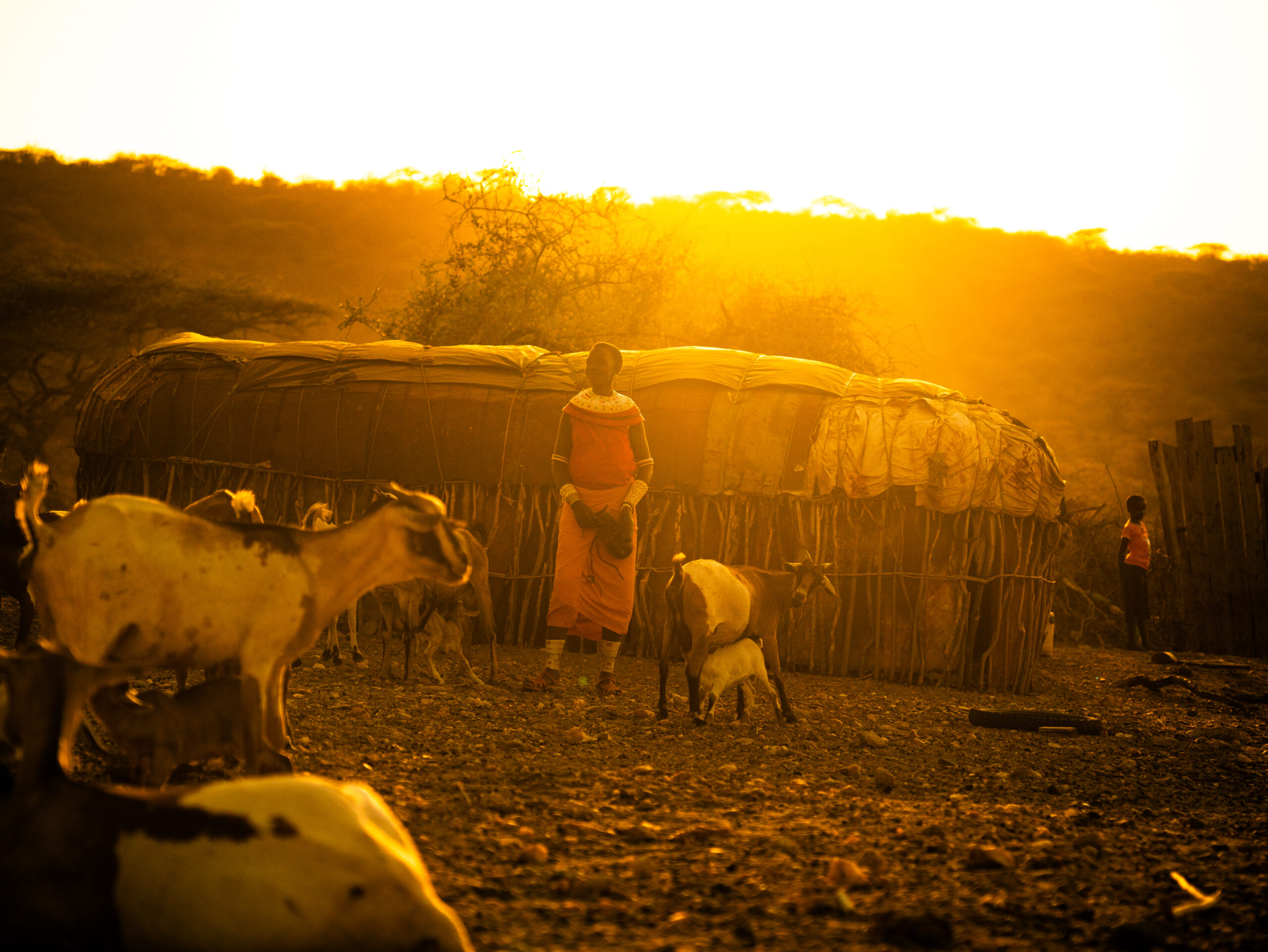 Woman dressed in traditional attire standing among goats in front of a circular hut made of wooden sticks and animal hides at sunset with golden light illuminating the scene.