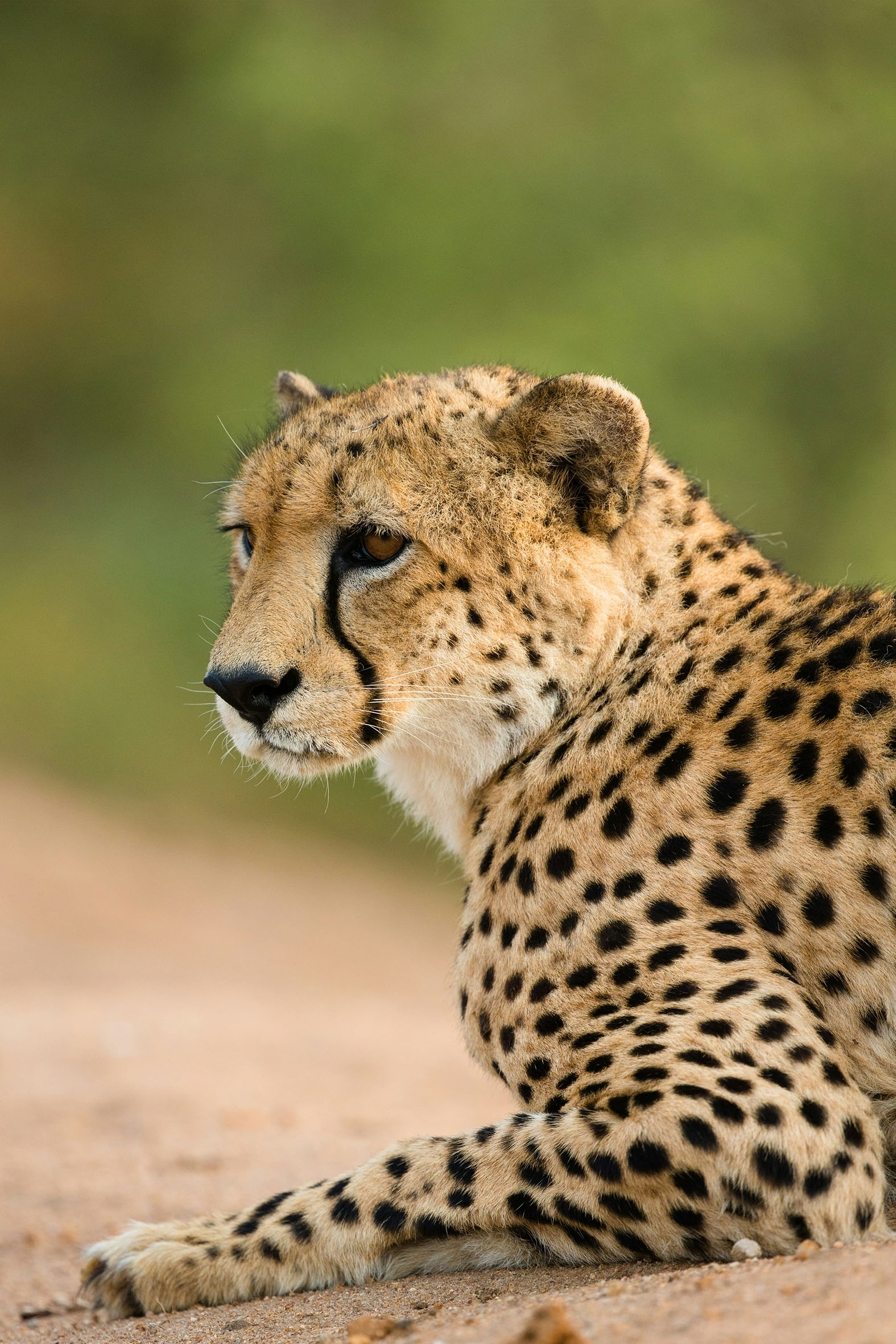 Close-up side view of a cheetah lying down on a dirt surface with its gaze directed to the left and a blurred green background.