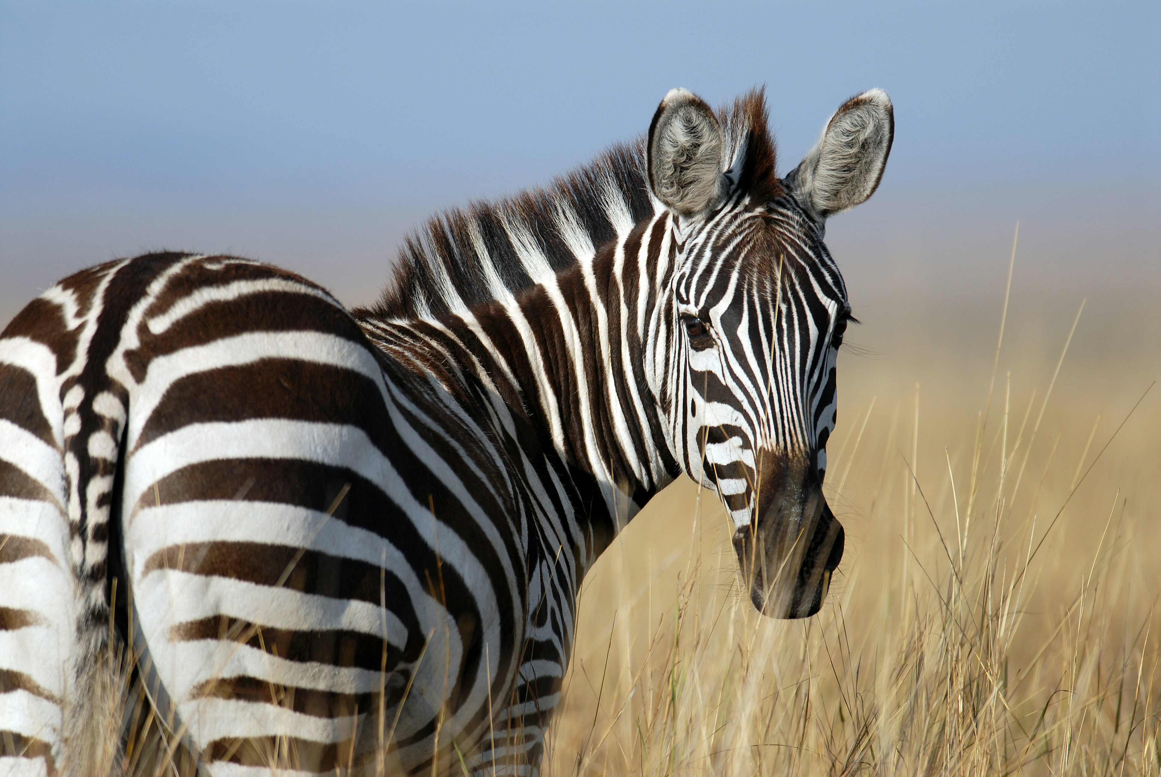 Close-up of a zebra standing in tall dry grass with a clear blue sky in the background, showing its distinctive black and white stripes and large ears.