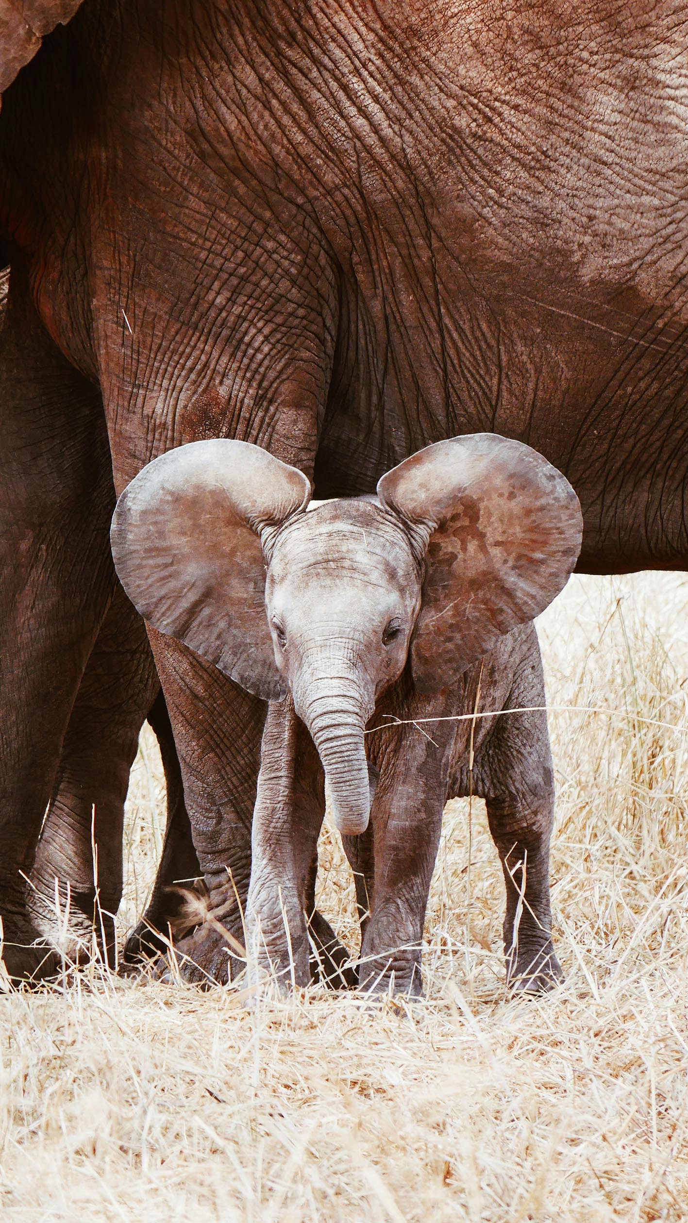 Baby elephant standing in dry grass in front of an adult elephant whose body and legs are partially visible.