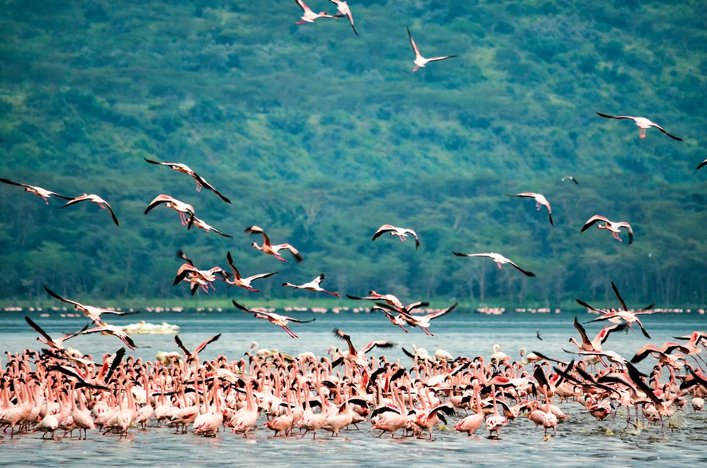 Large flock of pink flamingos, many standing in shallow water and some flying above, with a forested green hill in the background.