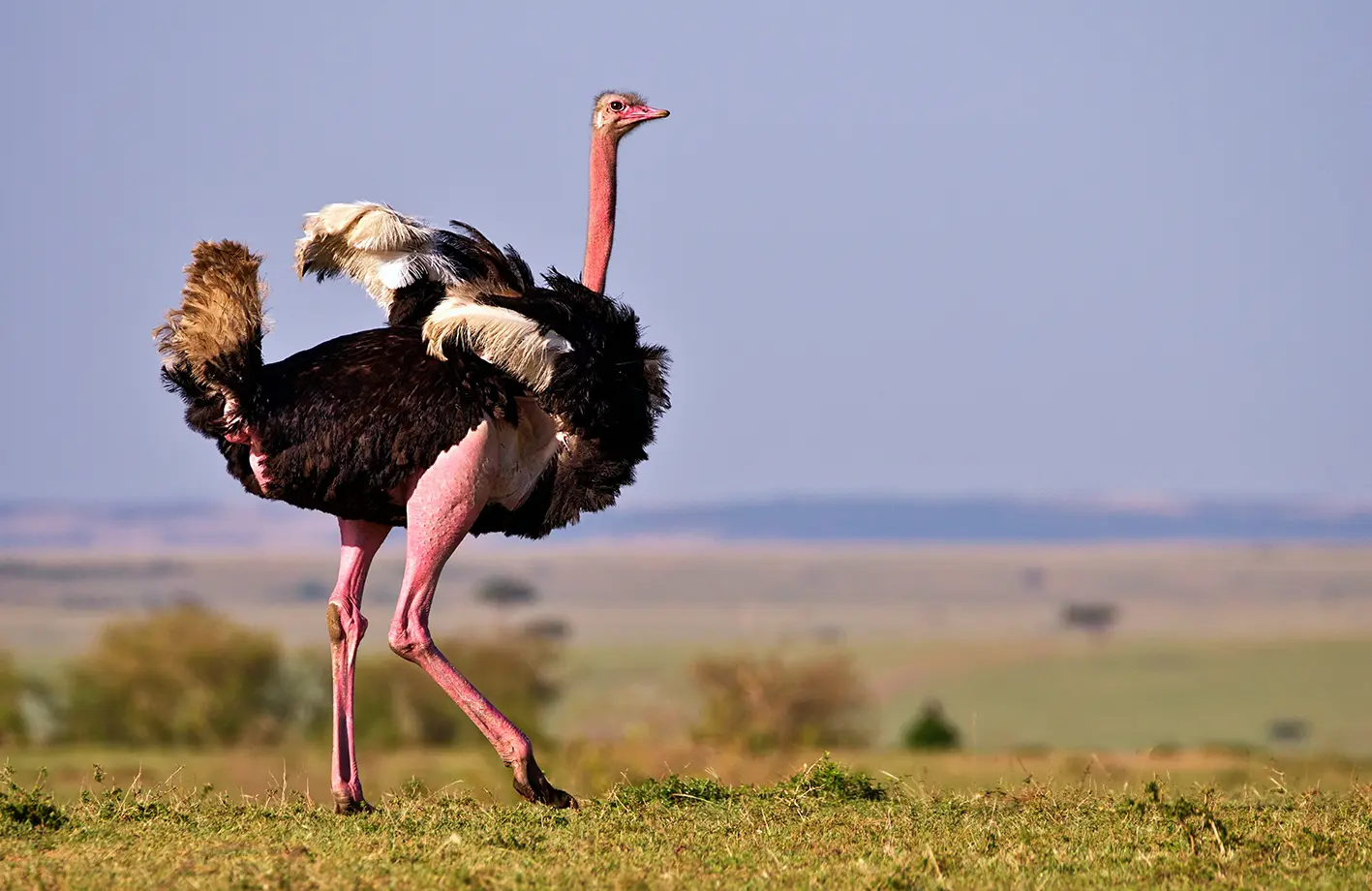 Adult male ostrich standing on grassland with wings slightly raised against a clear sky and distant blurred landscape.